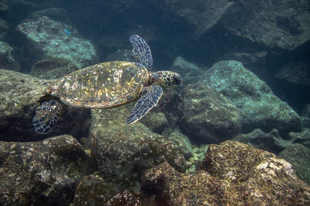 And Youさんのインスタグラム写真 - (And YouInstagram)「Unlike most sea turtles, adult green turtles are herbivorous, feeding on sea grasses and algae. Juvenile green turtles, however, will also eat invertebrates like crabs, jellyfish, and sponges. Why do you think they change their diet as they get older? ​. ​. ​. ​. ​#diet #plantbased #seaturtle #honu #discoverocean #oceanfacts #vegetarian」6月24日 10時40分 - dolphinsandyou