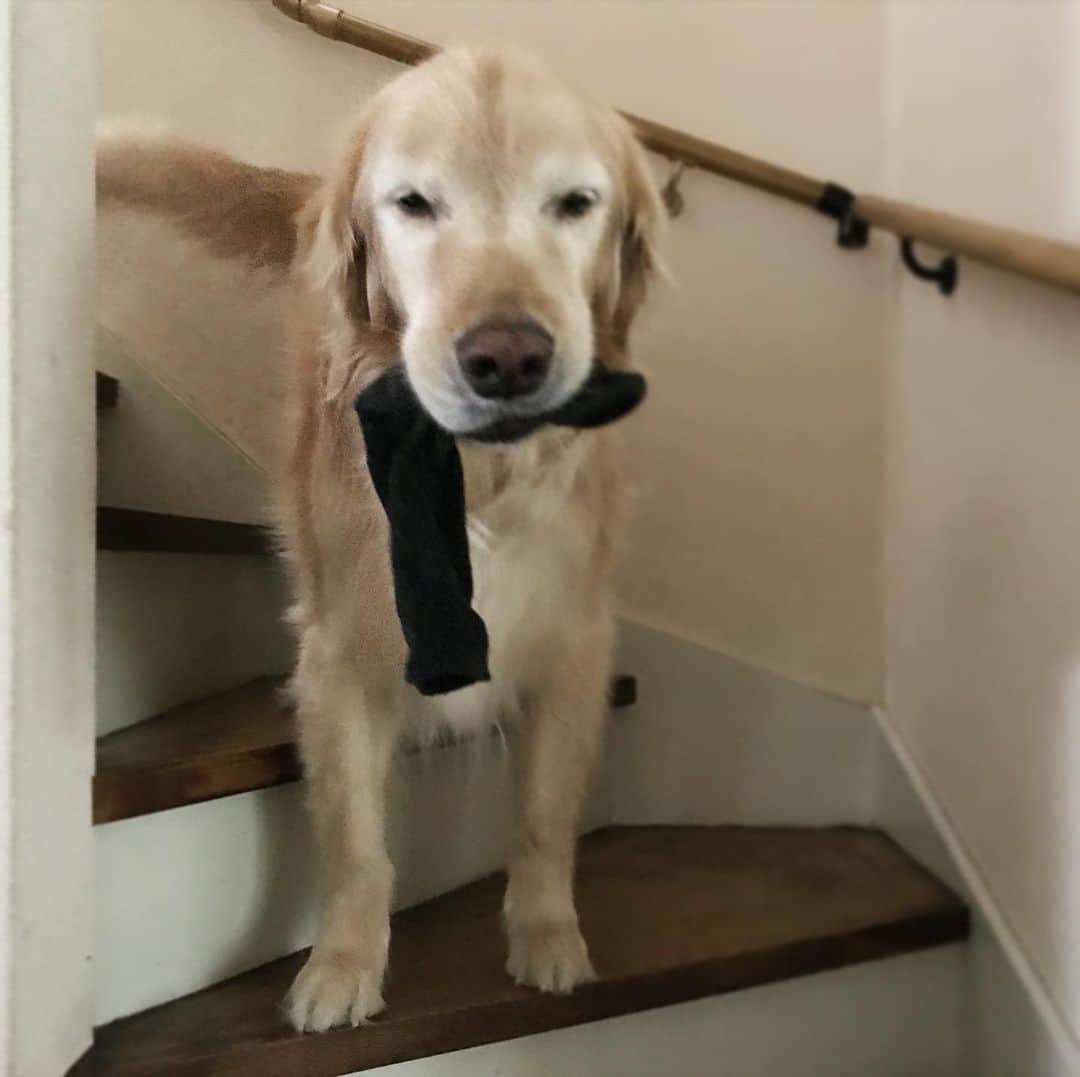 ともさんのインスタグラム写真 - (ともInstagram)「めっちゃ得意気に、とーまの部屋からゲットしてきた靴下を披露😂 * #ゴールデンレトリバー　#こーる君12歳　#goldenretriever」6月24日 11時05分 - tomowithdog
