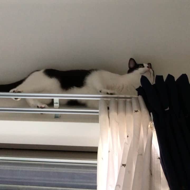 ぽんずのインスタグラム：「下からアングルも。  #ねこ#猫#cat#猫好き#親バカ#はちわれ#ハチワレ#はちわれ猫#ハチワレ猫#白黒猫部#にゃんすたぐらむ#ilovecat#猫大好き#うちの猫自慢#白黒猫 #我が家のぽんずくん #ちゅーちゅー妖怪」