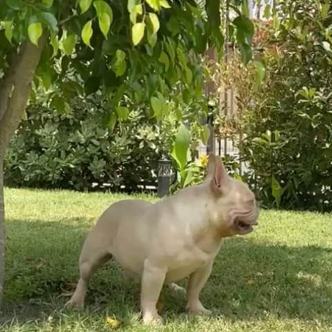 Oprahnbooのインスタグラム：「Frenchie, #dogofthewotld #dogoftheday #dog #frenchie #frenchbulldog #dogsofinstagram #platinum #tag #share #sharethelove」