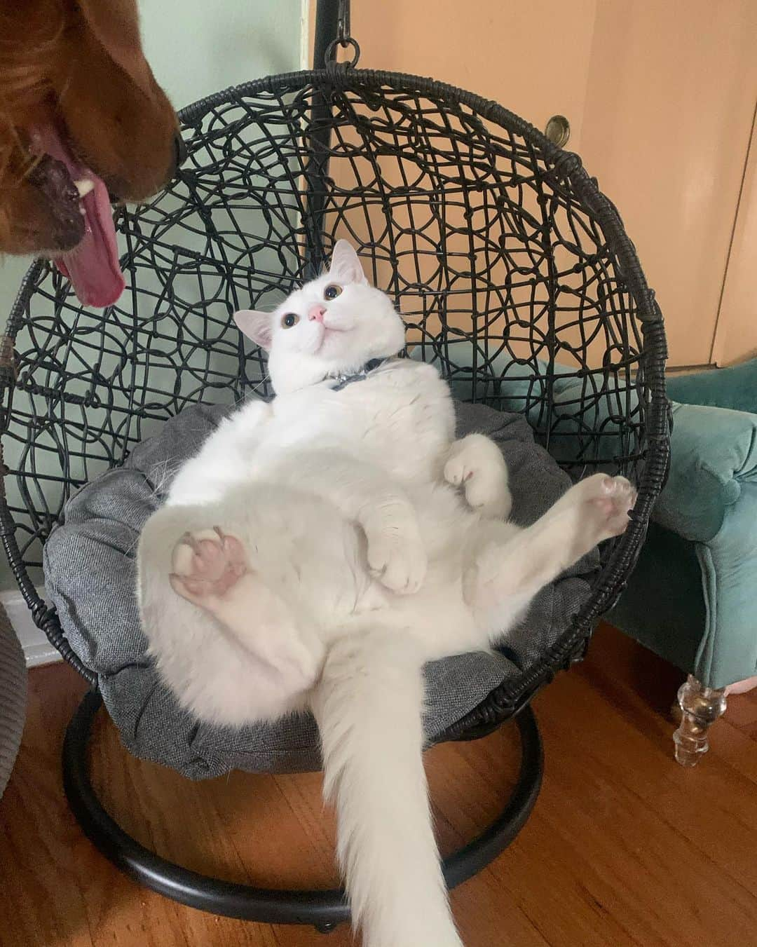 モヒートさんのインスタグラム写真 - (モヒートInstagram)「Caption what Skywalker is thinking 😂 #eggchair #polydactylcat #derpycat #derpy #catsofinstagram #cat #catlife」6月24日 12時21分 - mojito_rose_family