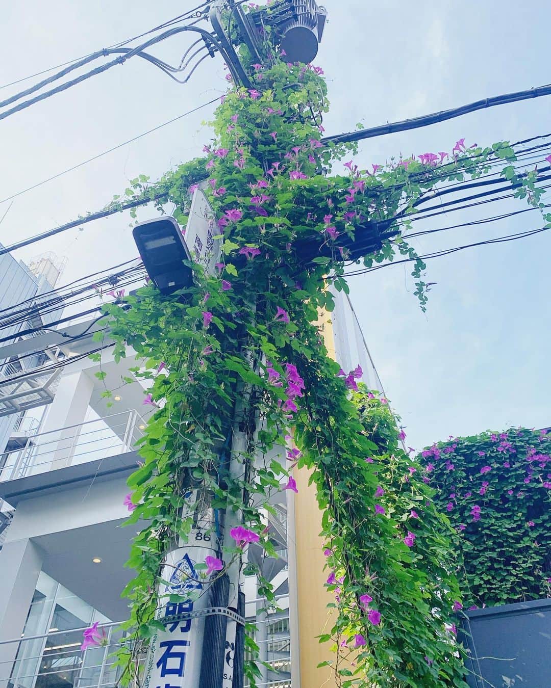 坂本美雨さんのインスタグラム写真 - (坂本美雨Instagram)「未知の場所まで手を伸ばしていったら 周りまで楽しくなっちゃうきっと」6月24日 12時45分 - miu_sakamoto
