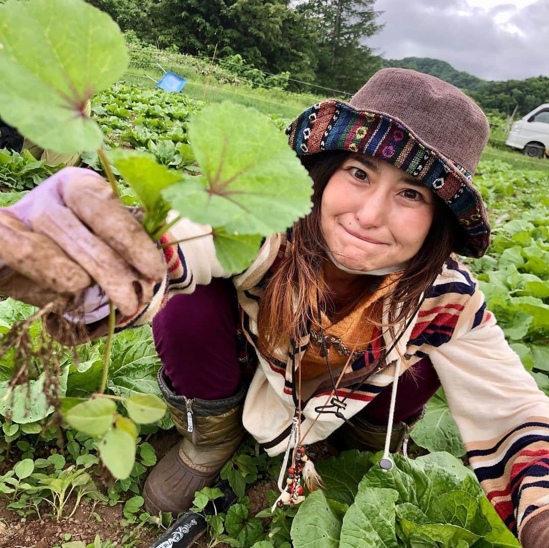 アンジェラ佐藤さんのインスタグラム写真 - (アンジェラ佐藤Instagram)「告知じゃないのに珍しく長文(笑)  先日札幌の農場｢かわいふぁーむ｣にお邪魔して、白菜の雑草取りを手伝わさせて頂きました！ · 白菜ちゃんがのびのびと大きく育つのを邪魔しないように、白菜の周りの雑草を取り払うのだそうですよd('∀'*) · . · …と、ここで大・発・見❗ · なんと除草する草の中に、食べられる野草が沢山生えていたのです！！！Σฅ(º ﾛ º ฅ)まじか！  帰ってからさっそく夜ご飯に野草(アカザ)たっぷりのサラダをもりもり食べて🥗、次の日の朝ご飯はオカノリと羊肉のパスタを作りました🍝 美味しいっ！自分で収穫したと思うと美味しさもひとしお！✨ . · 農家さんのお役にも立てて、栽培する植物の役にも立てて、しかも無料で野草料理が作れる… . なんて素晴らしいんだろう❗❗ · · これってひょっとして究極のエコで食品ロス(今回は雑草だけど)防止で、大食でもお役に立てる新しい形なんじゃなかろうか！？！？！？ · . いつも大食いと、食品ロスの関係をうまくコラボする事ができないものかと考えていたのですが…今回ものすごい良いヒントを頂きました！💡 私のやりたい事ってこういう事だったのかー(ﾟｰﾟ)(｡_｡)ｳﾝｳﾝ . 食いしん坊…いや、いやしん坊か？←笑）ならではの発想なんですかね？(笑) · ・ #かわいふぁーむ  #農作業 #札幌農業 #白菜畑 #アカザ #オカノリ #野草 #作業中はマスクをして写真撮影の時は距離を取りましたよ #この後は八剣山果樹園にお邪魔しました #その様子はのちほど #野菜ソムリエの吉川雅子さんありがとうございます #今度農作業のお手伝いをしつつ間引いた野菜や除草した野草とかで節約料理を作る動画や #飲食店でスタッフさんの働きを実際に体験しながら余った食材でデカ盛り弁当を作る動画とかやりたいな」6月24日 12時52分 - angela_satou