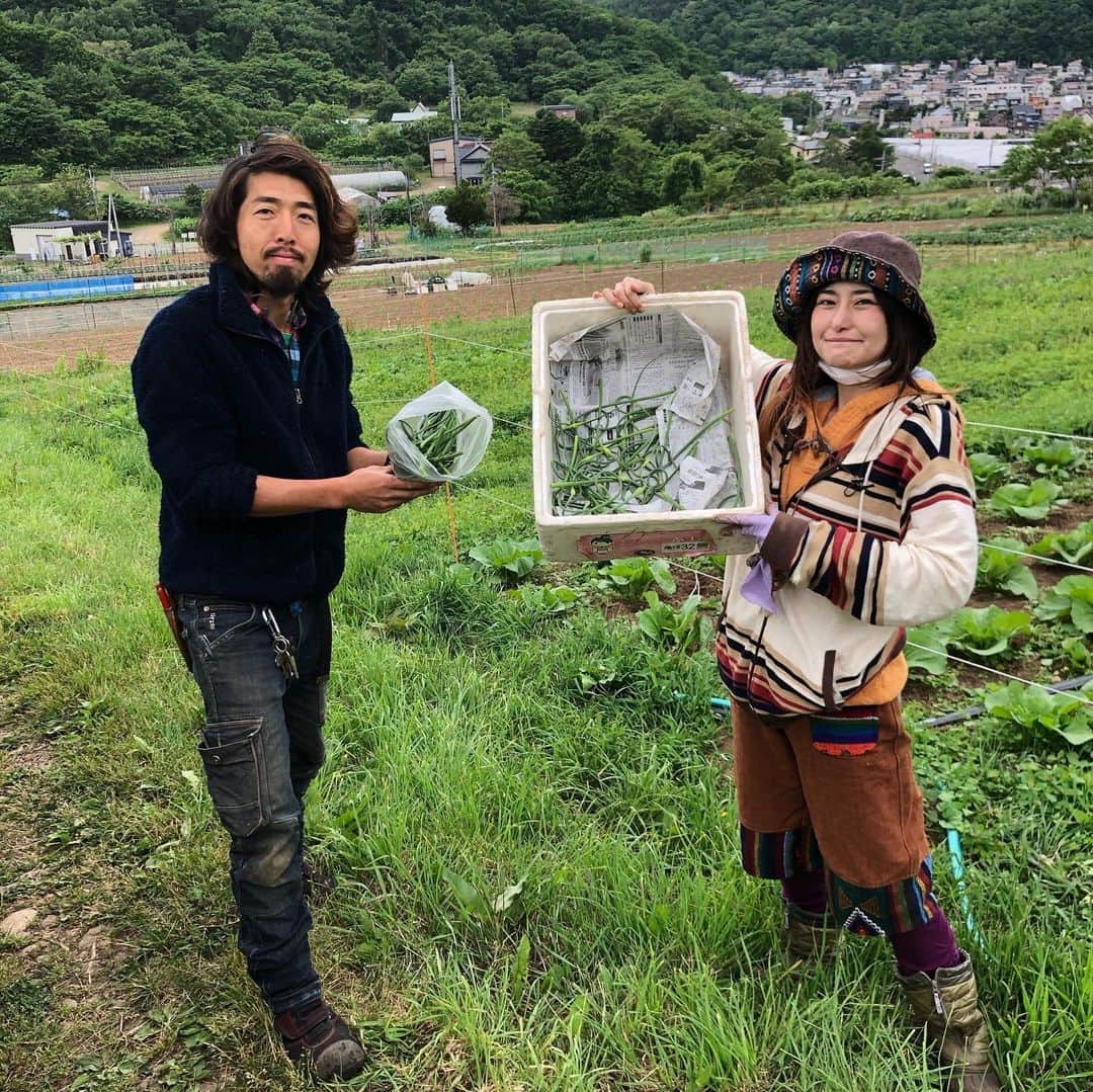 アンジェラ佐藤さんのインスタグラム写真 - (アンジェラ佐藤Instagram)「告知じゃないのに珍しく長文(笑)  先日札幌の農場｢かわいふぁーむ｣にお邪魔して、白菜の雑草取りを手伝わさせて頂きました！ · 白菜ちゃんがのびのびと大きく育つのを邪魔しないように、白菜の周りの雑草を取り払うのだそうですよd('∀'*) · . · …と、ここで大・発・見❗ · なんと除草する草の中に、食べられる野草が沢山生えていたのです！！！Σฅ(º ﾛ º ฅ)まじか！  帰ってからさっそく夜ご飯に野草(アカザ)たっぷりのサラダをもりもり食べて🥗、次の日の朝ご飯はオカノリと羊肉のパスタを作りました🍝 美味しいっ！自分で収穫したと思うと美味しさもひとしお！✨ . · 農家さんのお役にも立てて、栽培する植物の役にも立てて、しかも無料で野草料理が作れる… . なんて素晴らしいんだろう❗❗ · · これってひょっとして究極のエコで食品ロス(今回は雑草だけど)防止で、大食でもお役に立てる新しい形なんじゃなかろうか！？！？！？ · . いつも大食いと、食品ロスの関係をうまくコラボする事ができないものかと考えていたのですが…今回ものすごい良いヒントを頂きました！💡 私のやりたい事ってこういう事だったのかー(ﾟｰﾟ)(｡_｡)ｳﾝｳﾝ . 食いしん坊…いや、いやしん坊か？←笑）ならではの発想なんですかね？(笑) · ・ #かわいふぁーむ  #農作業 #札幌農業 #白菜畑 #アカザ #オカノリ #野草 #作業中はマスクをして写真撮影の時は距離を取りましたよ #この後は八剣山果樹園にお邪魔しました #その様子はのちほど #野菜ソムリエの吉川雅子さんありがとうございます #今度農作業のお手伝いをしつつ間引いた野菜や除草した野草とかで節約料理を作る動画や #飲食店でスタッフさんの働きを実際に体験しながら余った食材でデカ盛り弁当を作る動画とかやりたいな」6月24日 12時52分 - angela_satou