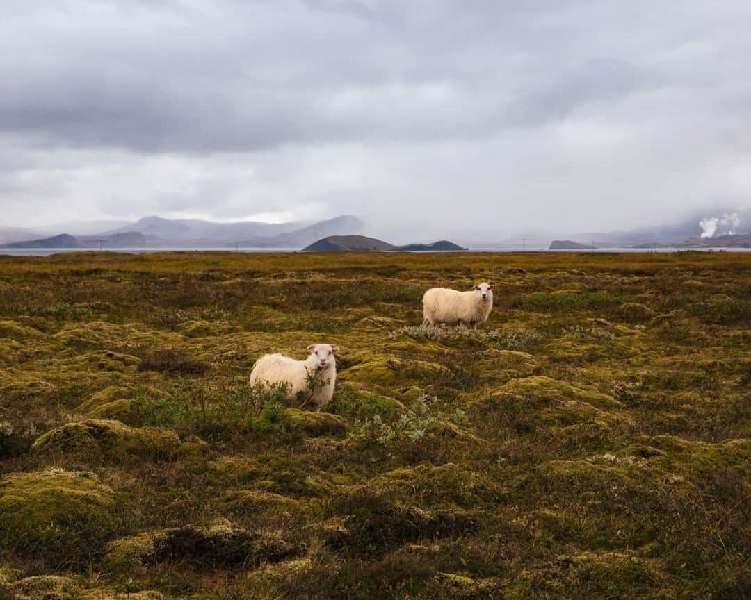 National Geographic Travelさんのインスタグラム写真 - (National Geographic TravelInstagram)「Photo by @MichaelGeorge | I landed in Iceland overnight and was supposed to take my first day off to get settled and plan my loop on the Ring Road. The plan was to visit many of the lesser known locations along the route. Even though it is incredibly popular, I couldn’t resist a chance to drive the Golden Circle, so I went straight from the airport to Þingvellir National Park and wandered in a jet-lagged haze. Sometimes I enjoy the head fog of exhausted travel; the tiredness dulls your senses and allows the fresh magic of new surroundings to feel almost dreamy. These little sheep were the first of about a million I would see in the next week. However, since they were my first, I found them extra special.  For more photos and writing from my travels, follow along @MichaelGeorge. #iceland #goldencircle #icelandicsheep #sheep #thingvellir」6月24日 13時09分 - natgeotravel