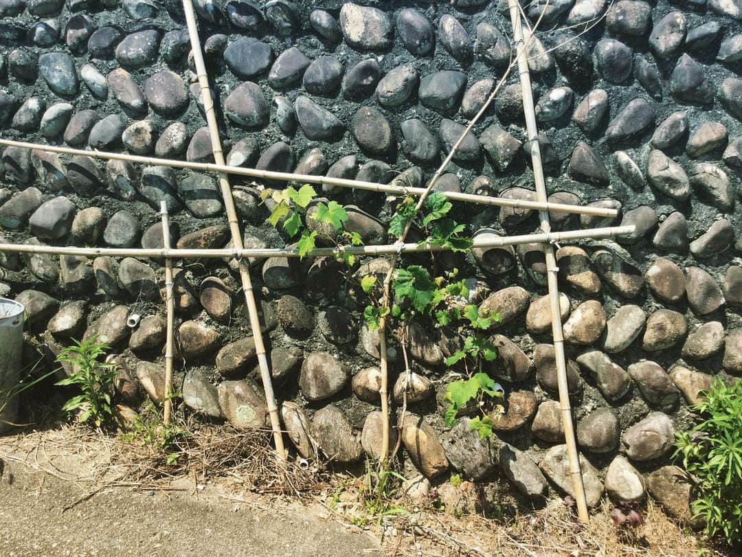 三宅洋平さんのインスタグラム写真 - (三宅洋平Instagram)「昨年の春に里山リペアにて石垣の下のコンクリートをハツって穴開けたところに植えたブドウは、一度死んだように見えて春先から見事に蘇って成長を始めた。タフなマスカット。」6月24日 13時17分 - miyake_yohei