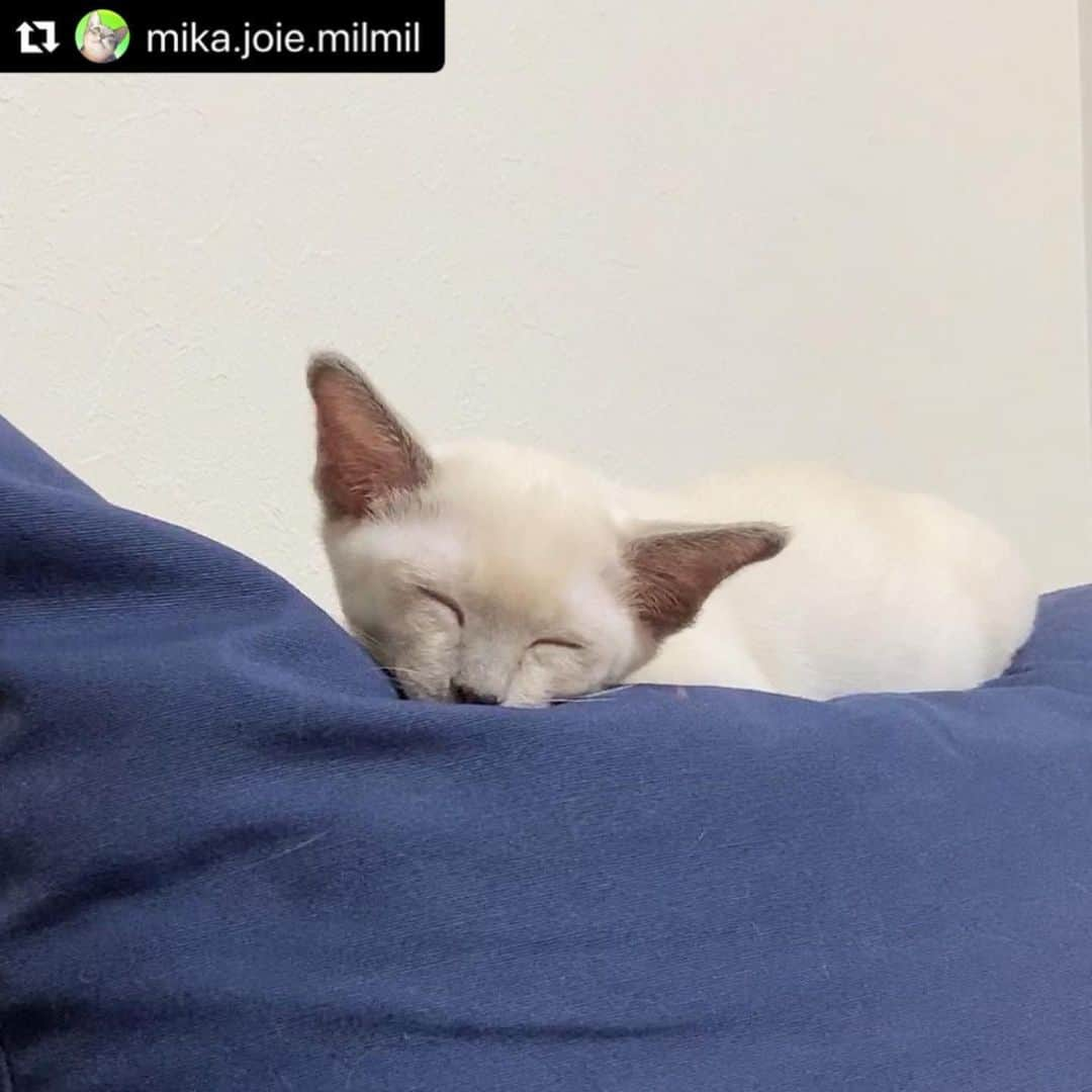 ねこさんのインスタグラム写真 - (ねこInstagram)「【#ねこは人を笑顔にする】❣️ 笑い寝？！😂💓きゃわ〜❤️ @mika.joie.milmil さん、ありがとう😻🌈 #Repost @mika.joie.milmil with @make_repost ・・・ ここ、寝心地いいです。気に入りました。 . #おはようございます #お気に入りの場所決定 #エルアの特等席だった場所 #へりーず #七福神系の寝顔 #耳の角度が可愛い #チャームポイントは少し離れた耳 #スヤスヤ #火わいいにゃん祭 ✳︎ #トンキニーズ #tonkinese  #cat #ねこ #猫 #子猫 #猫のいる暮らし  #猫好きさんと繋がりたい #catsofinstagram  #にゃんすたぐらむ #ねこすたぐらむ  #ねこのきもち #nyancon01 #部屋ねこmiawmiaw2020 #リラックスmiawmiaw2020夏  #百面相ねこ写真集 @editorial_company.pad #おうち時間わんにゃん広報部  #ペットとずっと #ねこは人を笑顔にする」6月24日 13時33分 - neko_magazine