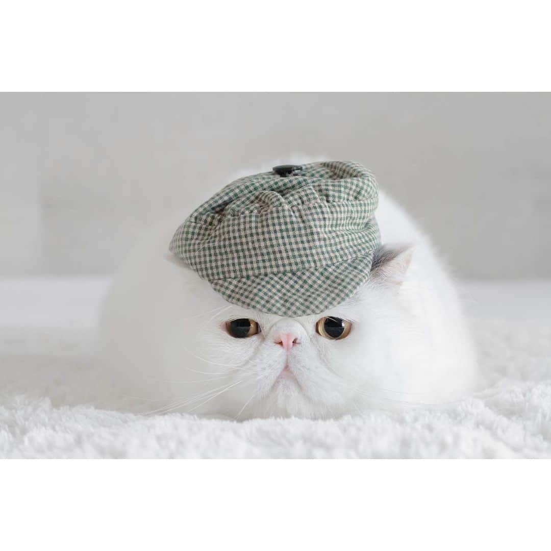 annie&pADdinGtoNさんのインスタグラム写真 - (annie&pADdinGtoNInstagram)「Harold’s hat #happyharold #grump #lovemycat #exoticshorthair #cat #cats #harold #catswearinghats #catsofinstagram #catlover #catlife #weeklyfluff #instagood #catlady #kitty」6月24日 14時06分 - anniepaddington