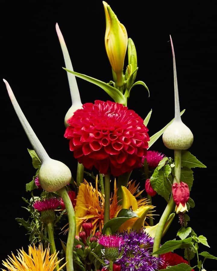 椎木俊介のインスタグラム：「Flowers  #azumamakoto #makotoazuma #shiinokishunsuke #amkk #amkkproject #flowers #flowerart #東信 #東信花樹研究所 #花  #timelapse」