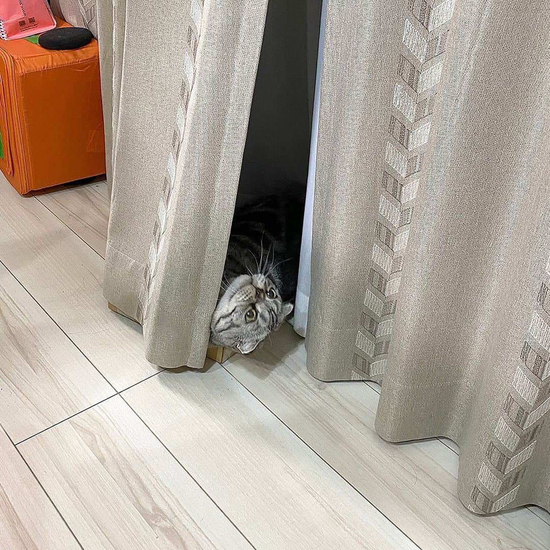 Shishi-maruのインスタグラム：「🐱新居には常にししまる。﻿ 🐱My home﻿ ーーーーーーーーーーーーー﻿ 🌺「渋ネコ ししまるさん」ねこのきもちWEB MAGAZINE にて毎週金曜日エッセイの連載中﻿ ーーーーーーーーーーー﻿ 📕「ぷっちねこ。」「3匹のちいさな猫を召喚できたなら」「ちいさな猫を召喚できたなら」徳間書店より単行本発売中﻿ ーーーーーーーーーーー﻿ ⭐︎ねこ漫画→@tacos_cat﻿ 🌺Twitter →@taco_emonemon﻿ ーーーーーーーーーーー」