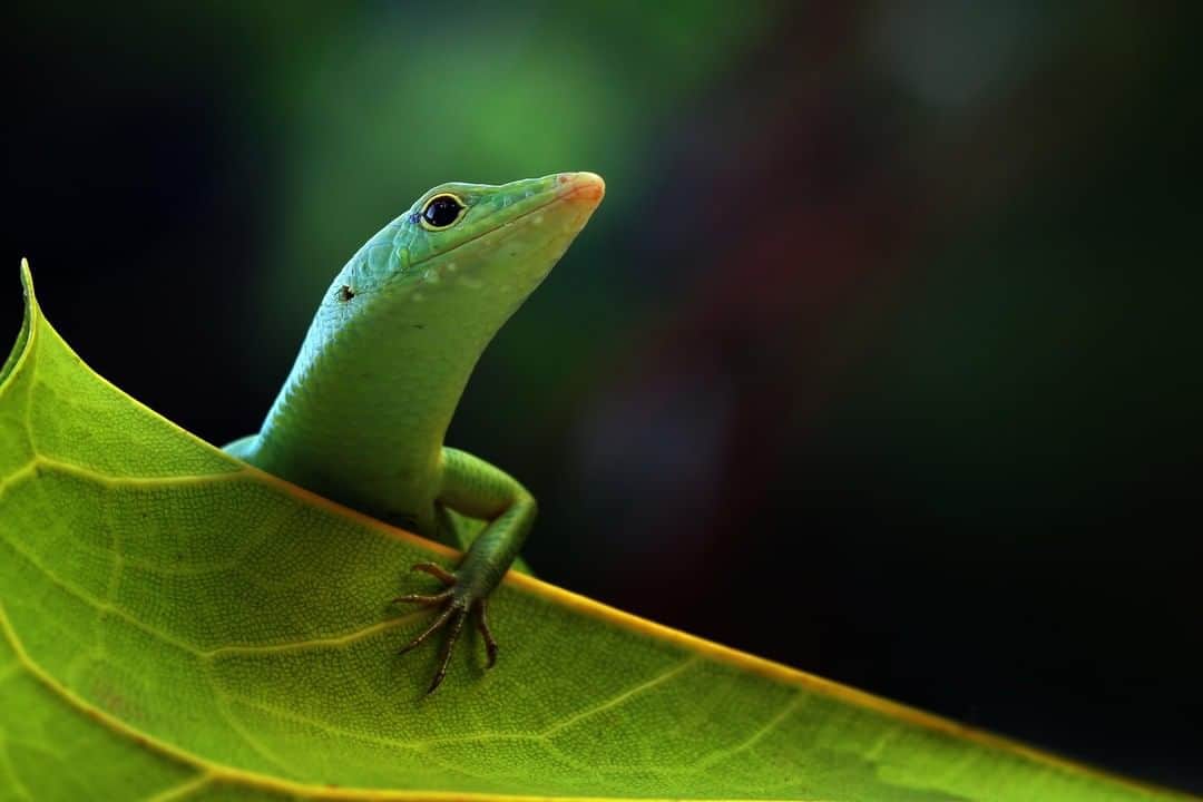 Canon Asiaのインスタグラム：「🦎: Hello, how are you feeling today?⁣ .⁣ A splendid macro shot of an emerald tree skink - photographing this meant avoiding any quick movements that would scare the subject, especially at such close range. Did you know. the small little hole in between its head and torso is actually an ear opening? ⁣ .⁣ 📷 Image by @kuritos shot using the Canon EOS 7D | EF100mm f/2.8 Macro USM | f/6.3 | ISO 320 | 1/125s | 100mm⁣ .⁣ Want your photos to be featured too? Tag them with #canonasia or submit them on My Canon Story, link in bio!⁣ .⁣ #canonasia #photography #explore #trees #colours #animal #wildlife #canon #composition #lens #inspiration #staysafe #stayhome #nature」