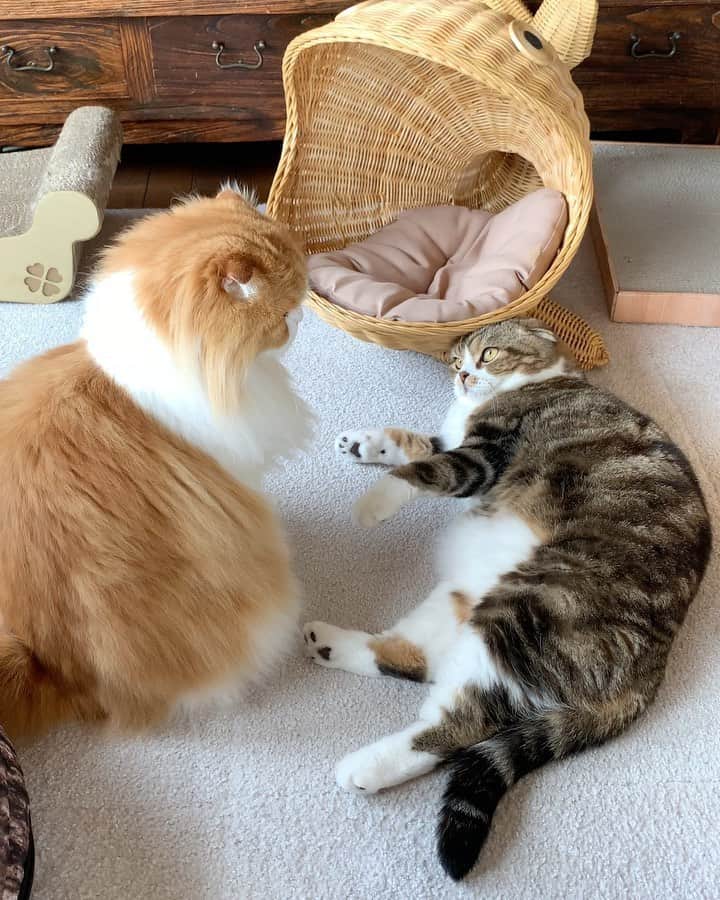 のインスタグラム：「King cobra VS Little Lion 😎 . 今日もポカスカ キングコブラみたいなシャー💥 本当にポカッて叩いてる🤛🐵 . #weeklyfluff #scottishfold #cats #catsofinstagram #funnycat #catlover #adorable #meowed #9gag #catfight #cats_of_world #pleasantcats #love #pecotv」