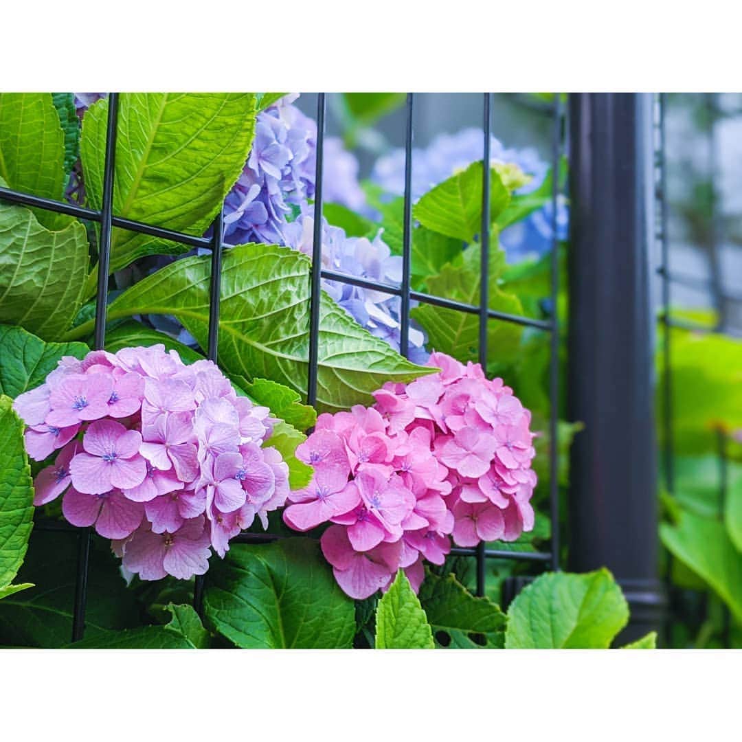 片瀬美月のインスタグラム：「🌺🌼🌸 * * * おうちの近くに咲いてた紫陽花がとっても綺麗だったよ〜(⑅•ᴗ•⑅)°♡ * * What a beautiful hydrangea ! * * * 🌺🌼🌸 #あじさい  #紫陽花  #hydrangea  #flowers」