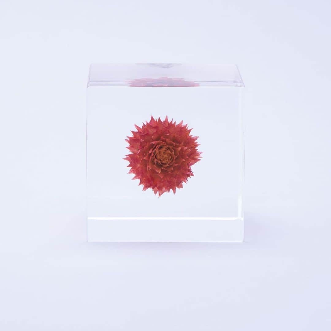 アーバンリサーチさんのインスタグラム写真 - (アーバンリサーチInstagram)「-JAPAN MADE PROJECT KYOTO-﻿ ﻿ sola cube﻿ 1.バラ﻿ バラの一番美しい瞬間を、キュープに閉じ込めました。﻿ ﻿ 2.センニチコウ﻿ 花の寿命が長いことから、「大切に守る」という意味を込めて作成されました。﻿ ﻿ ﻿ ﻿ 〜about sola cube〜﻿ ﻿ 自然が生み出した究極の機能美をアクリルキューブに封入したsola cube。観察していると、そこには宇宙そのものが内包していることに気づかされます。sola cubeの「sola」は、宇宙を意味する「宙(そら)」から名づけられました。また植物と対峙した時に、「空(そら)」のように広がるイマジネーションの世界も、名称に込められています。 ﻿ ﻿ ﻿ ﻿ 〜about JAPAN MADE PROJECT〜﻿ ﻿ アーバンリサーチが地域活性化をメインタスクとして、日本各地の企業やクリエイターによって形成されるローカルコミュニティとともに、良品の価値を見つめ直し、発信していくプロジェクトです。﻿ ﻿ 2014年に長崎から始まり、現在、金沢、東北、熊本、京都の5つの地域で取り組みを行なっています。﻿ ﻿ ﻿ ﻿ #japanmadeproject #japanmadeproject_kyoto﻿ #jmp #jmp_kyoto﻿ #ウサギノネドコ　#solacube @usaginonedoko_kyoto」6月24日 15時48分 - urban_research