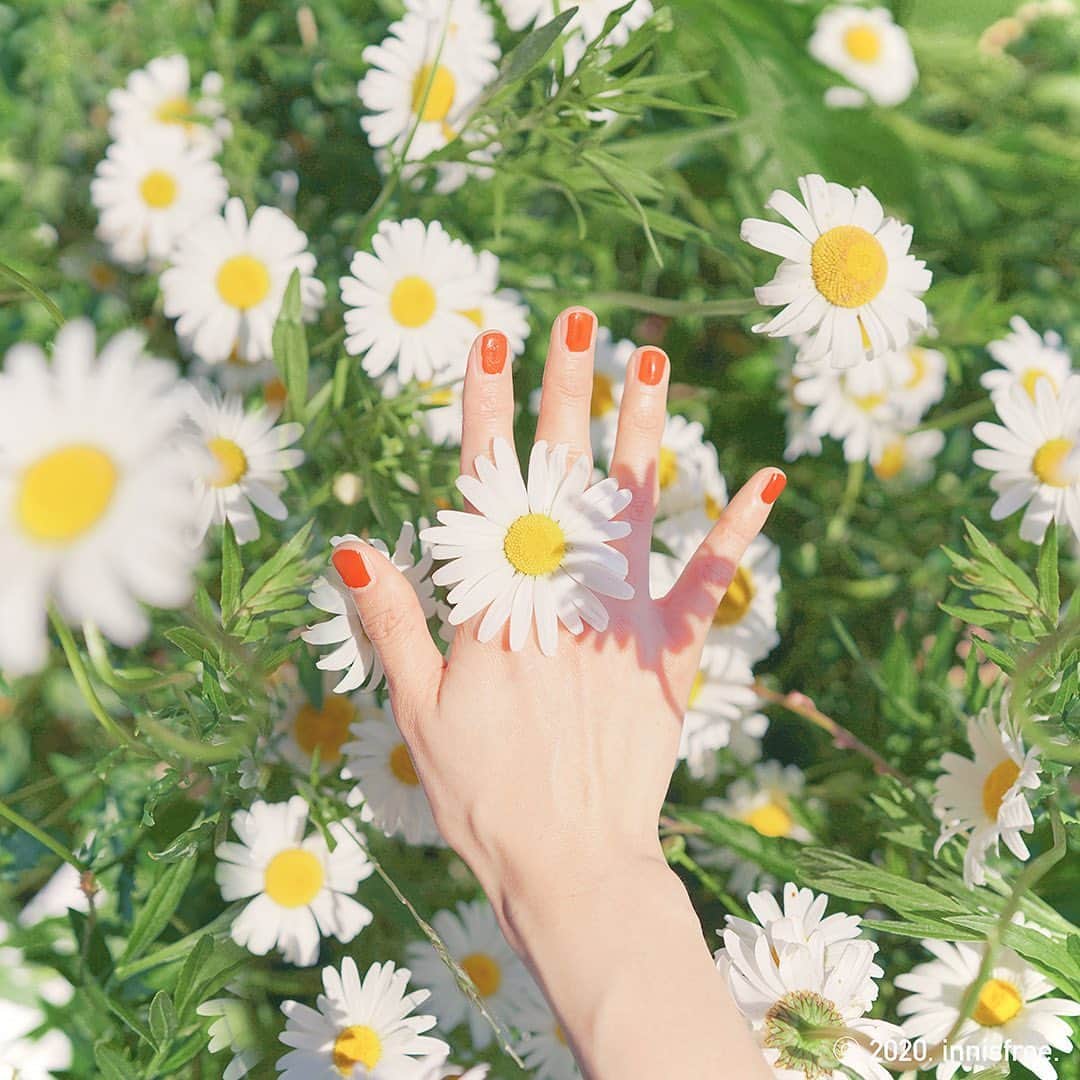 innisfree official (이니스프리) さんのインスタグラム写真 - (innisfree official (이니스프리) Instagram)「새하얀 꽃밭에 폭- 동글동글 사랑스러운 데이지로 꽃반지를 만들었어요🌼 ⠀ Surrounded by a bed of white flowers- I made a flower ring With an adorable round daisy🌼」6月24日 15時51分 - innisfreeofficial