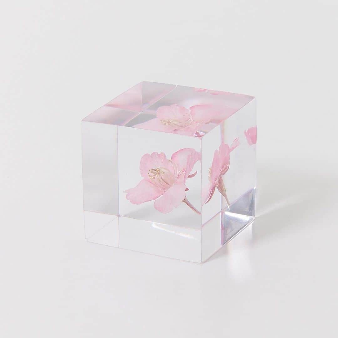 アーバンリサーチさんのインスタグラム写真 - (アーバンリサーチInstagram)「-JAPAN MADE PROJECT KYOTO-﻿ ﻿ sola cube﻿ 1.カワヅサクラ﻿ 2.ソメイヨシノ﻿ 春限定でリリースされるサクラシリーズ。花がデリケートなため、閉じ込めるのが難しい。﻿ 年中、お花見気分を味わえます。﻿ ﻿ ﻿ 〜about sola cube〜﻿ ﻿ 自然が生み出した究極の機能美をアクリルキューブに封入したsola cube。観察していると、そこには宇宙そのものが内包していることに気づかされます。sola cubeの「sola」は、宇宙を意味する「宙(そら)」から名づけられました。また植物と対峙した時に、「空(そら)」のように広がるイマジネーションの世界も、名称に込められています。 ﻿ ﻿ ﻿ ﻿ 〜about JAPAN MADE PROJECT〜﻿ ﻿ アーバンリサーチが地域活性化をメインタスクとして、日本各地の企業やクリエイターによって形成されるローカルコミュニティとともに、良品の価値を見つめ直し、発信していくプロジェクトです。﻿ ﻿ 2014年に長崎から始まり、現在、金沢、東北、熊本、京都の5つの地域で取り組みを行なっています。﻿ ﻿ ﻿ ﻿ #japanmadeproject #japanmadeproject_kyoto﻿ #jmp #jmp_kyoto﻿ #ウサギノネドコ　#solacube @usaginonedoko_kyoto」6月24日 15時52分 - urban_research