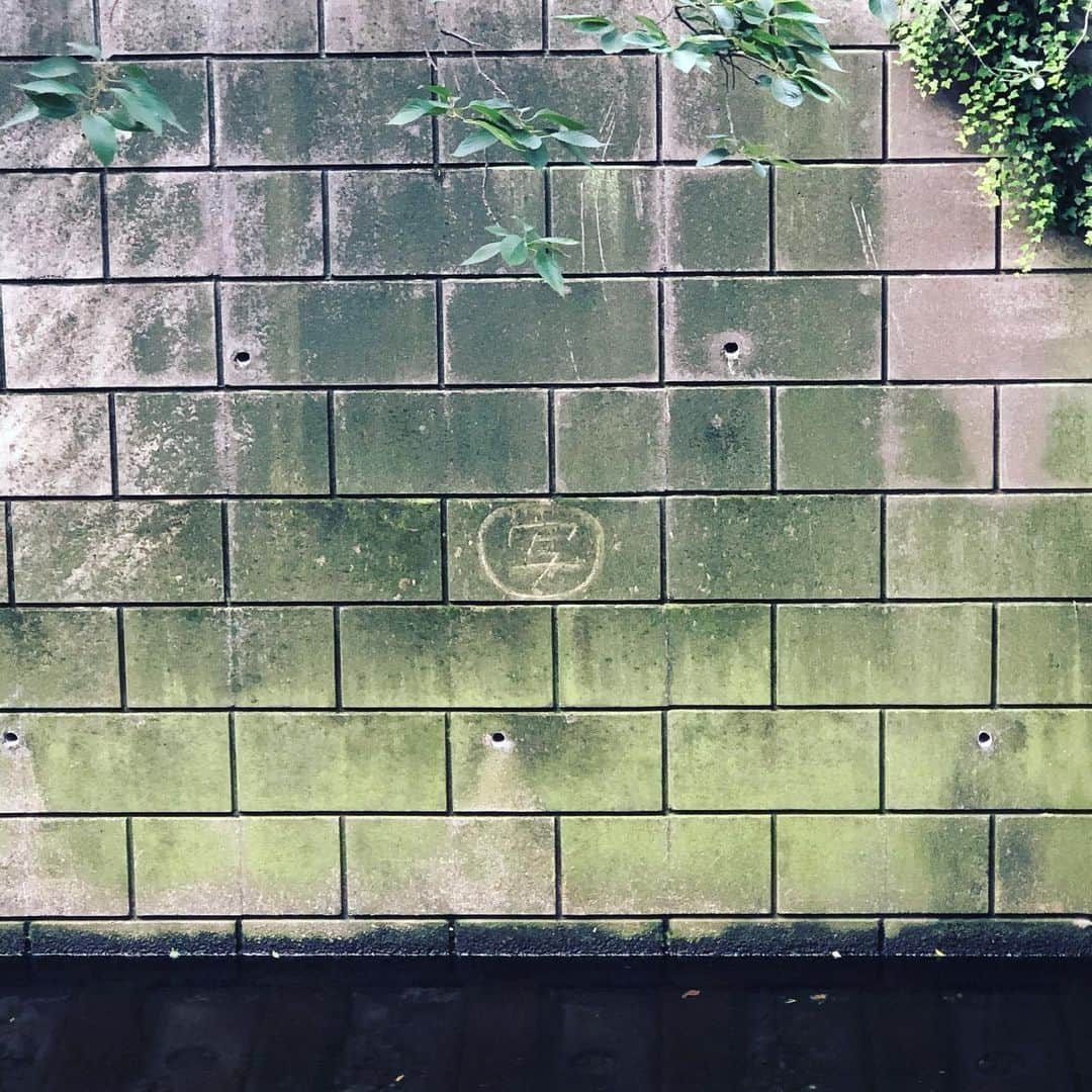 のインスタグラム：「.  写。  #river #green #moss #grass #wall #diary #memory #record #ambient #landscape #tokyo #japan #photo #actor #withafterpost」