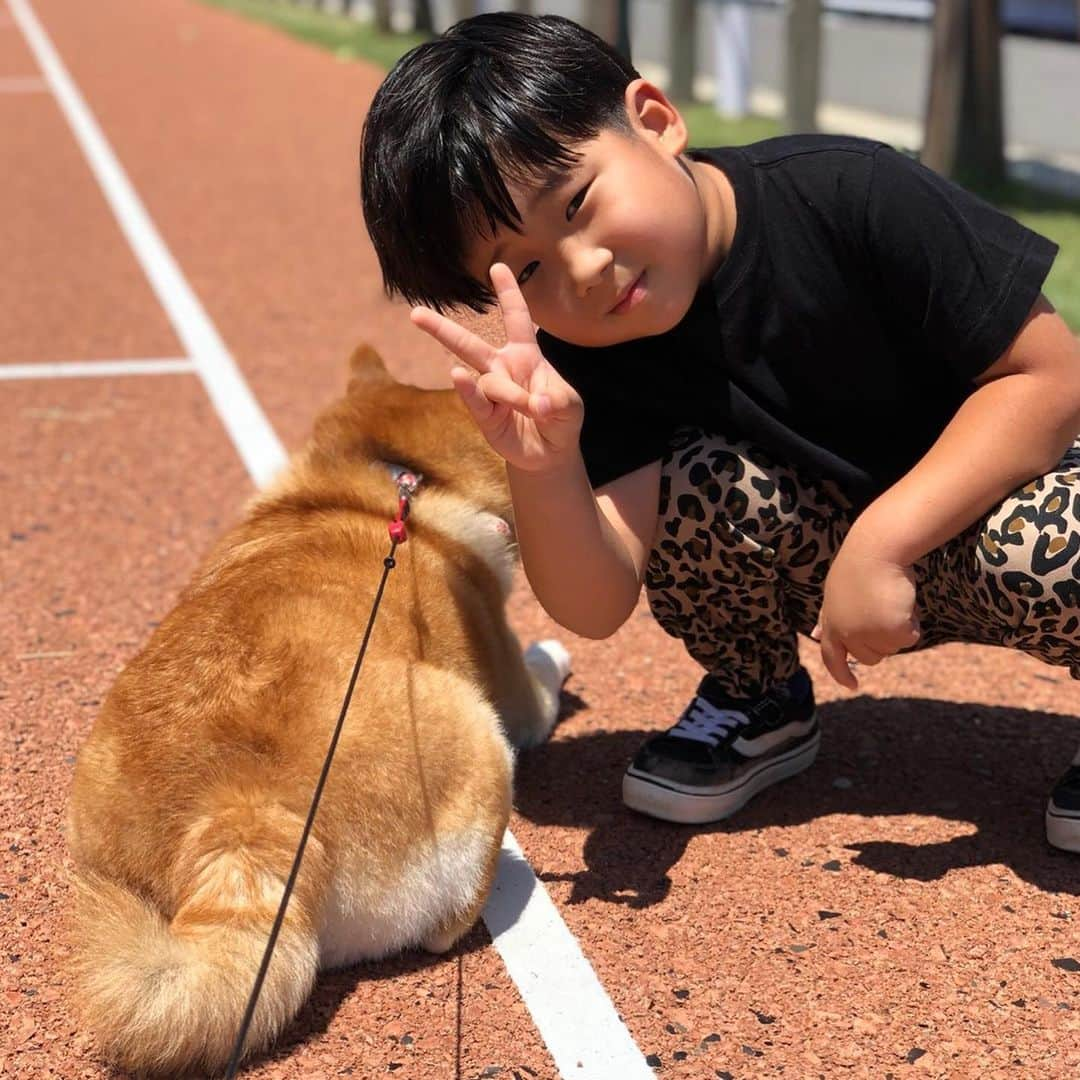 いなりさんのインスタグラム写真 - (いなりInstagram)「キラリと光るよだれ☆ ✩.*˚ もう一番恐れていた事になった… ライトの風邪を拾ってしまった… お母さんに移してライくん元気でなりよりだよ。( ´тωт` ) ✩.*˚ #鼻がつまっていなり臭しない #鼻のかみすぎで耳変 #ロト6を久しぶりに買った #1個しか合ってないって #逆にすごい #おかえりべりむくおかん  #柴犬いなり #柴 #しば #しばいぬ #日本犬 #いぬバカ部 #柴犬ライフ #サンデイ #犬 #pecoいぬ部 #shiba #shibainu  #shibadog  #shibarbucks #shibastagram #japanesedog #shibainulife」7月23日 21時04分 - shibainuinari