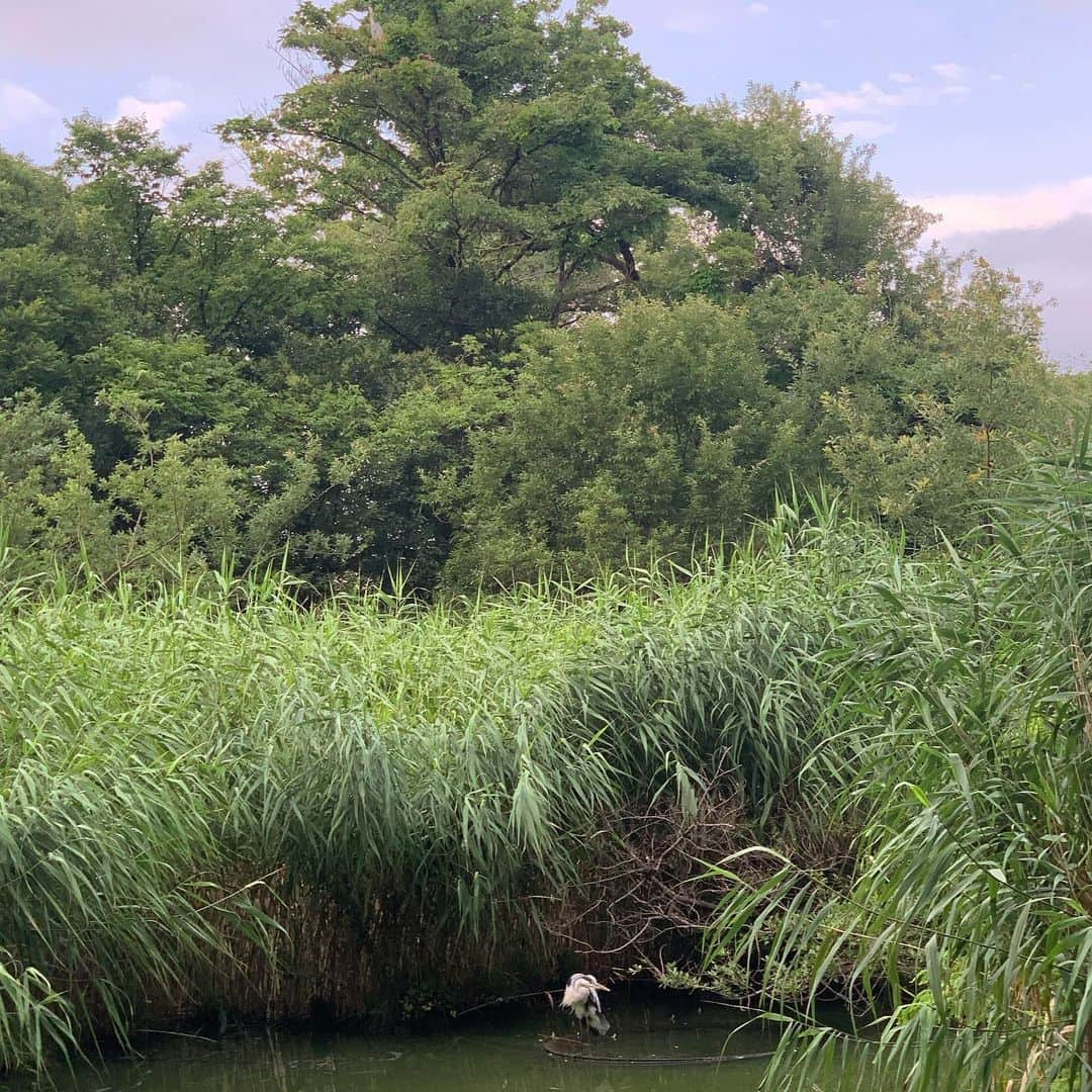 道木 さくら まやさんのインスタグラム写真 - (道木 さくら まやInstagram)7月23日 19時57分 - mayamichi