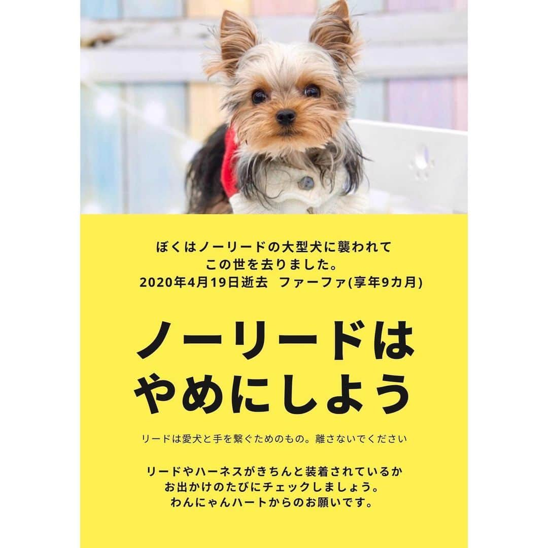 吾子さんのインスタグラム写真 - (吾子Instagram)「ノーリードにより尊い命が奪われました… @one_heart_11  ノーリードの飼い主は決まって「うちの子は大丈夫だから」といいます 我が家は愛犬家ですが、危害を加えるか否か以前に犬嫌いな方もいます。 リードに繋がれていない犬を見るだけで恐怖を覚える人もいます。 重度の犬アレルギーの子供もいます。 うちの子は大丈夫という言い訳は想像力の乏しい非常に自分勝手な言い訳です。 ノーリードは殆どの自治体で条例違反でもあります。 あこ家は明確にノーリード反対です。 ・ 以下転載させていただきます ・ ・ ・ 【ノーリードはやめてください】 愛犬の死から、未来の被害、加害を防げることを願って、発信いたします。 . 4月19日、札幌某所にて。私の愛犬、ヨーキーのファーファが、ノーリードの犬に襲われて亡くなりました。生後9カ月の短い生涯でした。 . 散歩をしようと歩き出した際、死角にいた大型犬が覆いかぶさってきました。ほんの一瞬の出来事で、次に見たとき、ファーファはもう、いつものファーファではありませんでした。 . 力無く、だらんとした身体を抱き上げたとき。何が起きたのか、理解できませんでした。頭に触れると、ふにゃりと柔らかい感触がしました。モノのように扱われてしまったファーファの姿、名前を呼び続ける自分の声が、いまも頭から離れません。 . すぐに病院に向かいましたが、心肺停止でした。獣医さんは懸命に蘇生を試みてくれました。でもファーファは、戻ってきてはくれませんでした。尊い命や未来が、ほんの一瞬で奪われてしまいました。 . それから私の生活は一変しました。喪失感や罪悪感や後悔で、廃人のように呼吸するしかできませんでした。 . あのとき襲われたのが私だったら、どれだけ良かったか。ジッとこちらを見つめる写真の中の瞳に、ごめんね、ごめんね…と呟くしかできません。この仕事を続けていくことも、普通に生きていくことも、私にとっては難しいことでした。 . でもこんな悲劇が二度と起きないよう、声を上げていきたいと思いました。そして私はケジメをつけるため、弁護士と一緒に闘いました。  奮起しようと思えたきっかけは、ファーファの死だけではありません。被害者という立場になり、過去のノーリードが招いた事故や、無責任な人間により命を落とした犬たちの事故を、たくさん知りました。泣き寝入りに近い形で終え、いまも胸を痛めて暮らす人たちも少なくありません。 . 命を奪われた犬たちが、どれだけ無念だったか。怖かったか、痛かったか…そして悲痛な想いをした飼い主さんの気持ちが、手に取るようにわかります。みんな唯一無二の命です。どんなに泣き叫んでも、同じあの子が戻ってくることはありません。 . 動愛法は少しずつ成熟していますが、残念ながらいまの法律では「物損事故」として処理されます。そんな社会にも、疑問を感じています。 . この子たちの死を無駄にしないよう【ノーリードはやめて】と声を上げたい！「うちの子は大丈夫」ではなく、他の犬や人や環境も守れてこそ、愛犬家です。 . ノーリードは条例違反です。どんなにコマンドが効く子であっても、突然大きな音がしたら？地震が起きたら？犬は一瞬で、想定外の行動を起こす可能性があります。迷子になる可能性だってあります。 . 「犬は飼い主が全て」です。だからファーファの死も、私に責任があります。もう姿は見えなくなってしまったけど、この子にできなかったことを未来に繋げていくのが、自分の償いと使命だと思っています。 . まずはわんにゃんハートのイベントや撮影会から、より安全性を第一に、危機管理能力やマナー・モラルの向上を啓蒙していきたいです。どうかご協力のほど、よろしくお願いいたします。 . 最終的に愛犬を守ってあげられるのは、飼い主しかいません。私には足りなかった「見極める目」、「危機管理の足りなさ」。今一度、全犬種の飼い主のみなさんに、省みていただければ幸いです。 . #ノーリード反対」7月23日 20時46分 - acoshiba