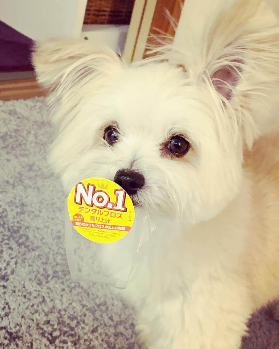 チャン・リーメイのインスタグラム：「ボクがキミのナンバワ〜ン♫ ✴︎ キミがボクのナンバワ〜ン♫🐶 ✴︎ という曲ができました。 ✴︎ ゴミを加えたボクのおかげで…☺️ ✴︎ ✴︎ ✴︎ ところで、デンタルフロスって本当に大事…🦷 ✴︎ 子供の頃からやっていればこんなに虫歯にならなくて済んだのになぁ… ✴︎ 小学生の頃にフロスの授業があればなぁ…(T ^ T) ✴︎ あっ ✴︎ ボクの口腔ケアも頑張らなきゃ💦 ✴︎ #デンタルフロス #売り上げナンバーワン #no1」