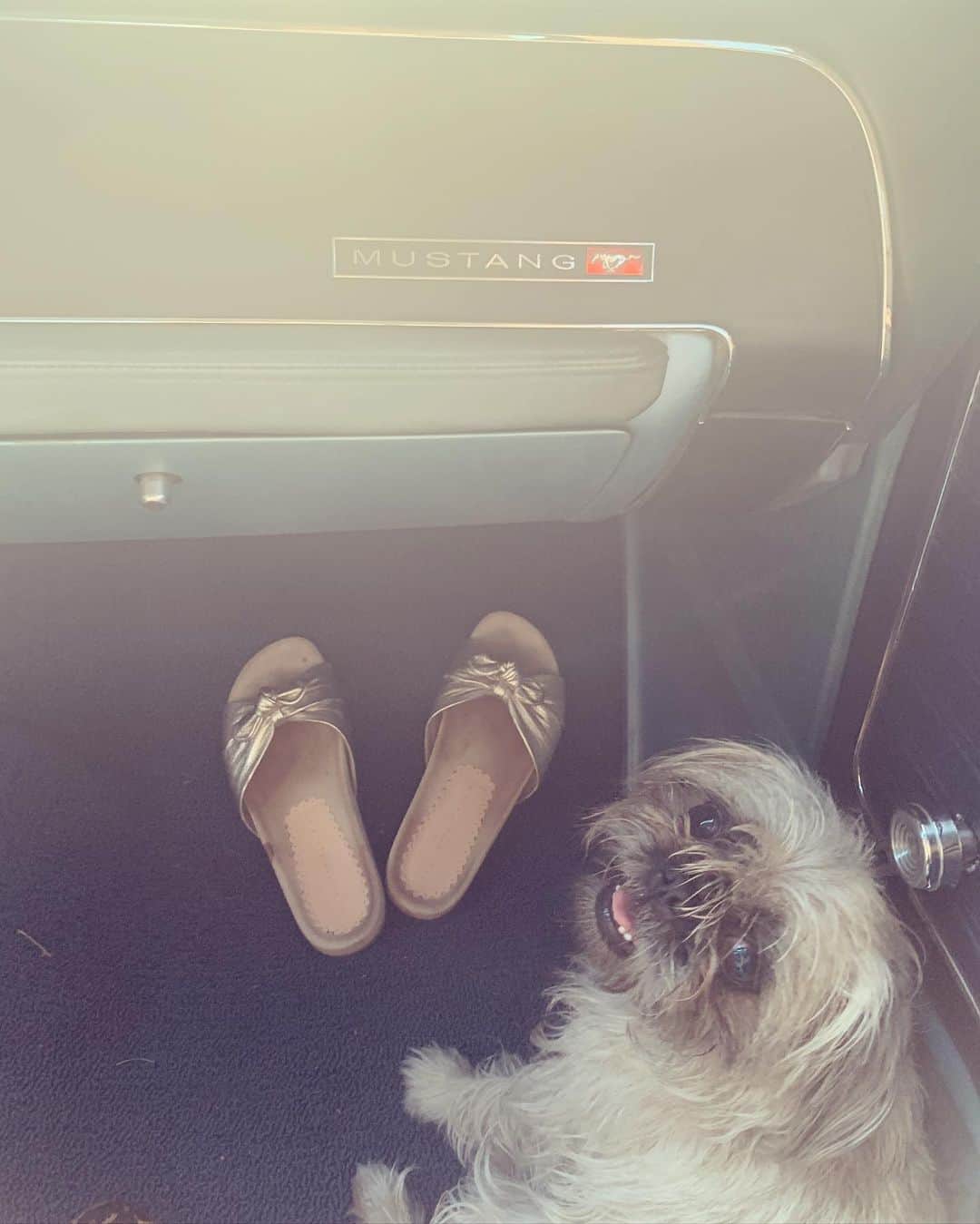 のインスタグラム：「My girl #boothepugzu 💕」