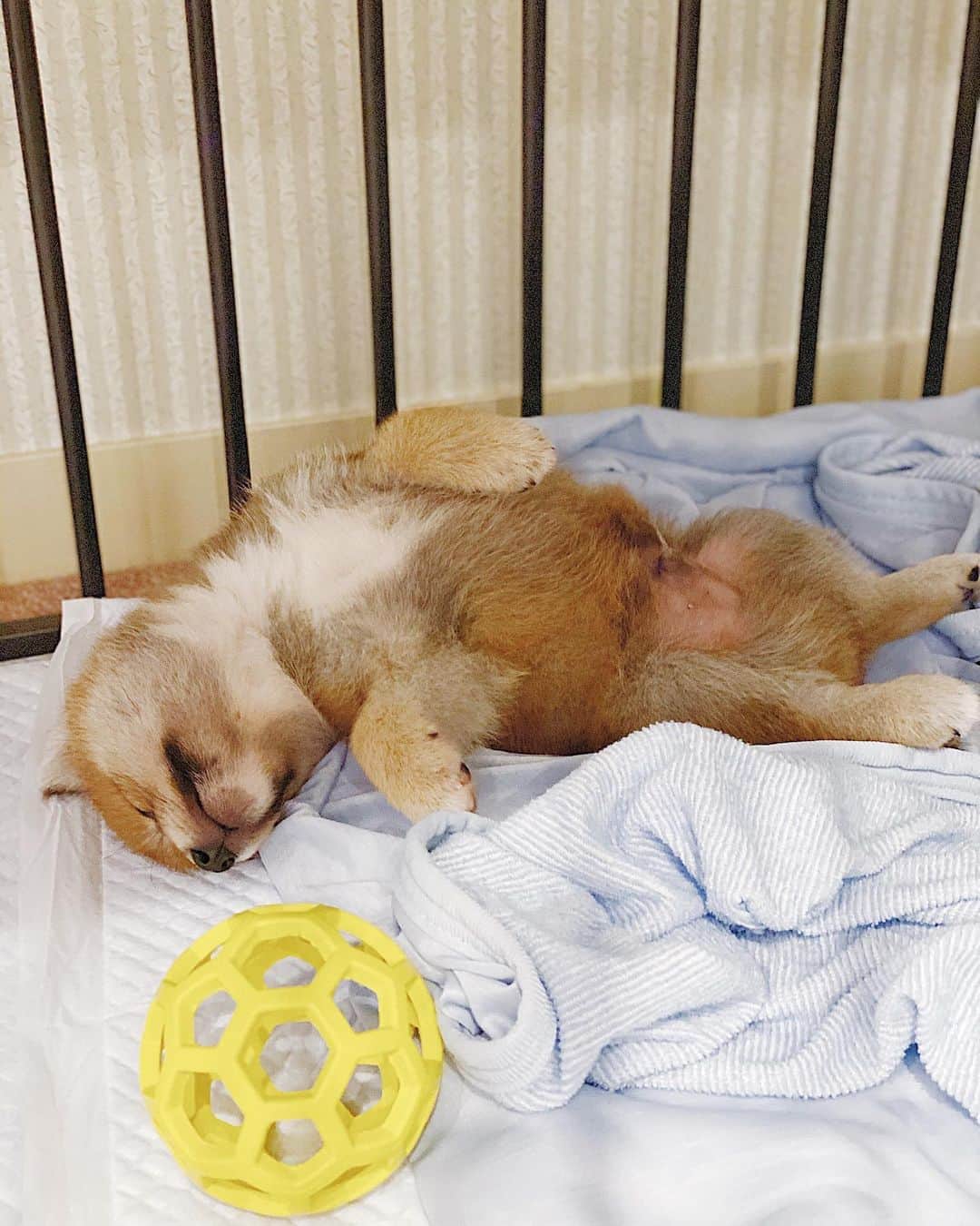 AYUMI SEKO 瀬古あゆみのインスタグラム：「新たな家族を迎えました🐕 お家に来て、ケージでオシッコもうんちもして、お水も飲んで、盛り盛りご飯も食べて、#ヘソ天 で寝てくれて…安心してくれたのかな？という様子にとても嬉しくなっています☺️ 我が家のアイドル息子に加えて、またまたアイドルが増えました💕 あっちにもこっちにもメロメロしながら、育児を楽しみまーす☺️❤️ . #柴犬 #柴犬のいる暮らし #柴犬好きな人と繋がりたい #柴犬マニア #柴犬大好き #柴犬子犬 #柴犬部 #shibainu #shiba #shibastagram #shibadog #shibalove #shibapuppy #shibapuppies #시바 #시바견 #시바이누 #시바스타그램 #子犬のいる暮らし #子犬」