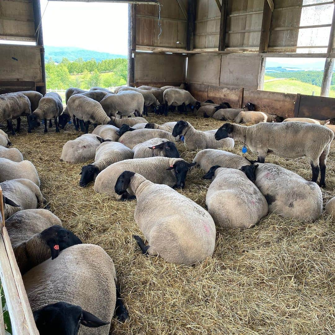 小椋裕介のインスタグラム：「いつでもこんな近くで羊に会えるのが士別クオリティ🐑  #羊飼いの丘 #士別市 #サフォーク」