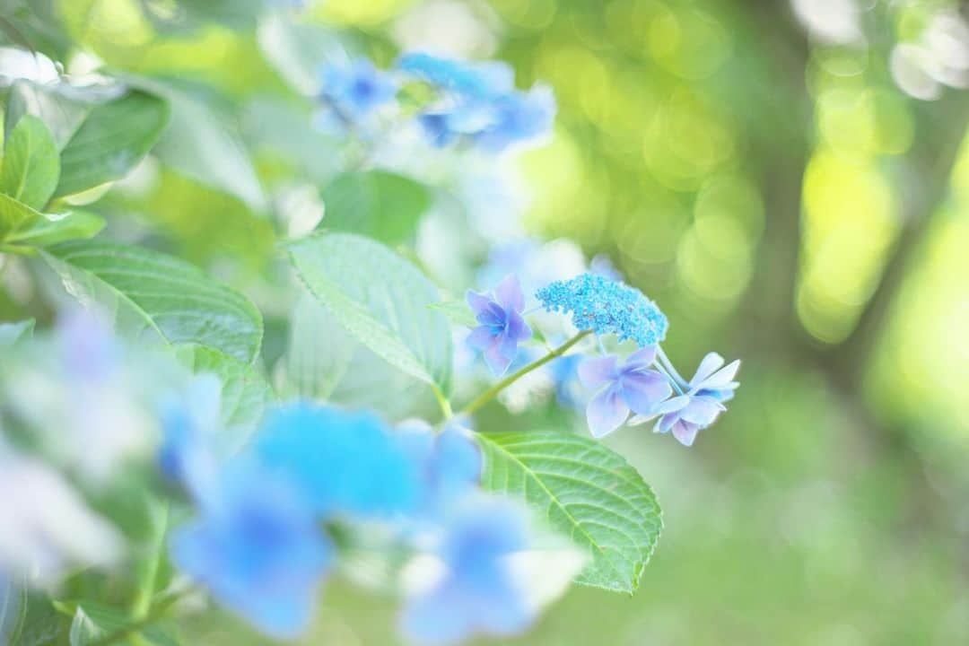 kiccyomuのインスタグラム：「☔️ 2020.07.23 Thu #京成バラ園 一番奥は、#紫陽花 の庭園 少しだけ、咲いてた😊  #オールドレンズ 📷 Minolta  #心に花を 梅雨も明けないし… 4連休だけど、出掛ける予定無し☕️ Stay Home 🏡  今日も元気に🤗  location #千葉 📷撮影 2020年07月19日」