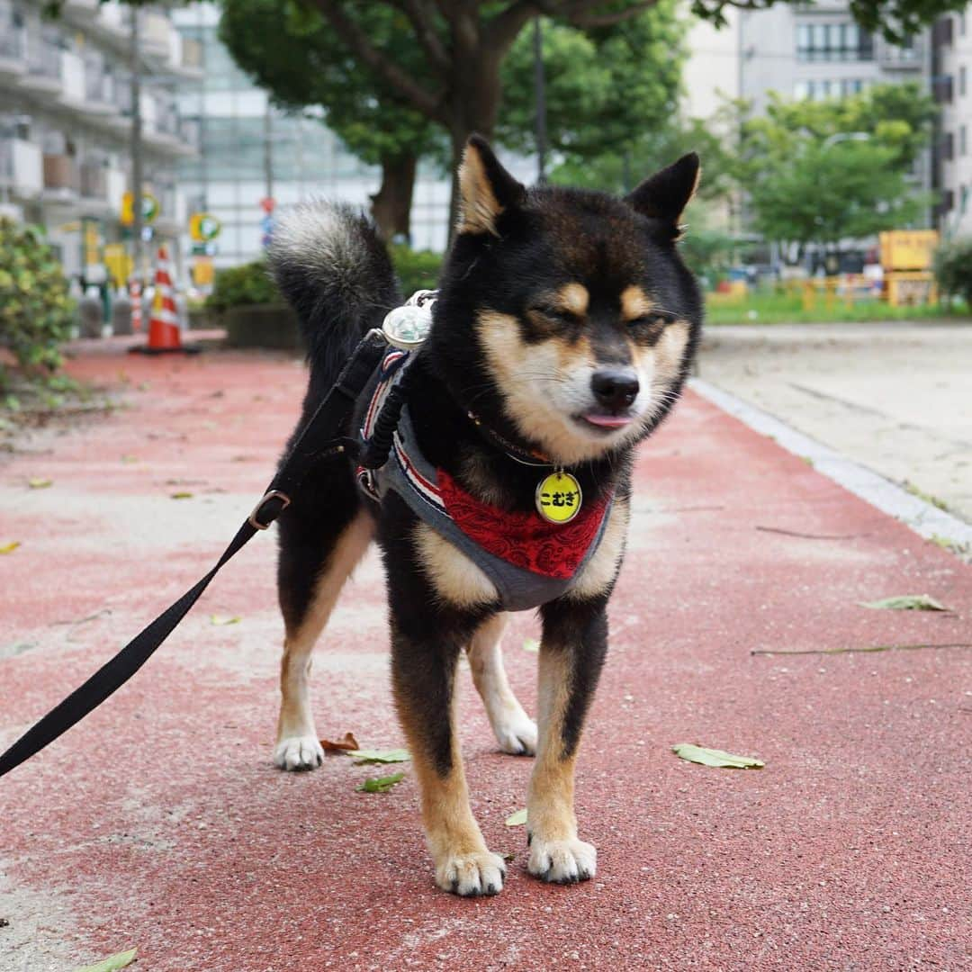 黒豆柴こむぎのインスタグラム