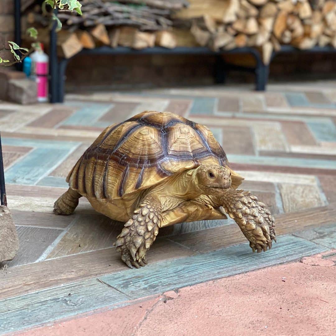 GEN3 Owlのインスタグラム：「🐢❤️🐢❤️🐢❤️🐢❤️」