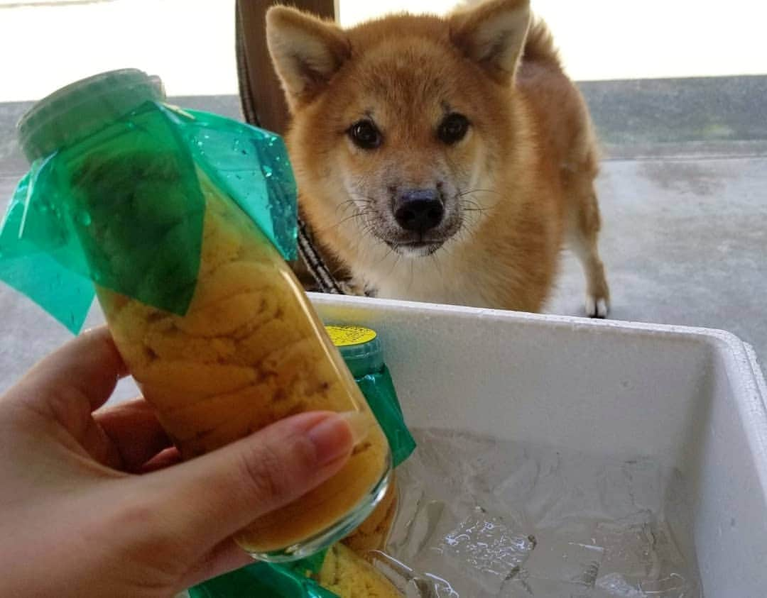 柴犬たま Shibainu Tamaのインスタグラム