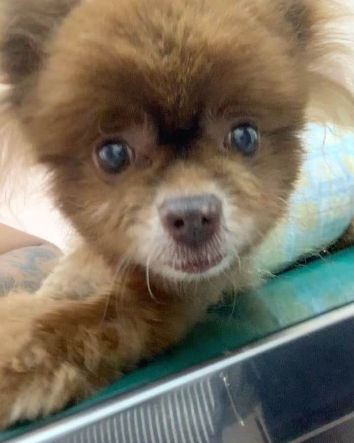 Codyのインスタグラム：「((ENGLISH->日本語)) I just admitted Kuma to the pet hospital today. After talking with the vet, we decided that even though surgery isn’t without it’s risks, it was worth giving him a chance to walk again. There are many complications that could arise from a surgery involving the neck. So please pray/send energy/light a candle/whatever you do for us please.  He stays in the hospital for prep and observation tonight, we go to visit him in the morning, and then he has surgery in the afternoon.  Thank you to everyone who donated, sent messages, mailed cards. I really appreciate all the love and support.  Keep us in your thoughts over the next few days.  クマちゃんは今日から入院、明日手術です。獣医さんと話して、色々相談して、手術しないよりかはした方がまた歩けるようになる可能性が高いとのことでしたので、やります。色んなリスクもあるけど、今のままだと可哀想なので、やることにしました。  今日一日中入院して、明日面会しに行って、明日の昼から首に手術です。  お金を寄付した皆さん、メッセージを送ってくれた皆さん、手紙を書いてくれた皆さん、本当にありがとうございます。ちゃんと日本語で伝えないけど、心から感謝してます。  この2日間が大事なので一緒に成功を祈ってください。よろしくお願い致します。」