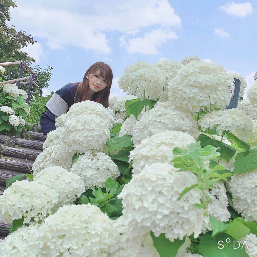 長嶋優里さんのインスタグラム写真 - (長嶋優里Instagram)「♡ ． 4連休スタート🌈 ． 今年の梅雨は長いね☁*° SODA(@sodacam_jp)の夏フィルター Summerの『Emerald』で撮ったよ💙 青みがかって夏っぽくなるの✨ さわやか🍃 ． ． ．  #sodapr #そだこ #夏 #紫陽花 #あじさい #シンボルプロムナード公園 #プロムナード公園 #お台場 #odaiba #summer  ． ♡」7月23日 12時57分 - yuyu__kakaka