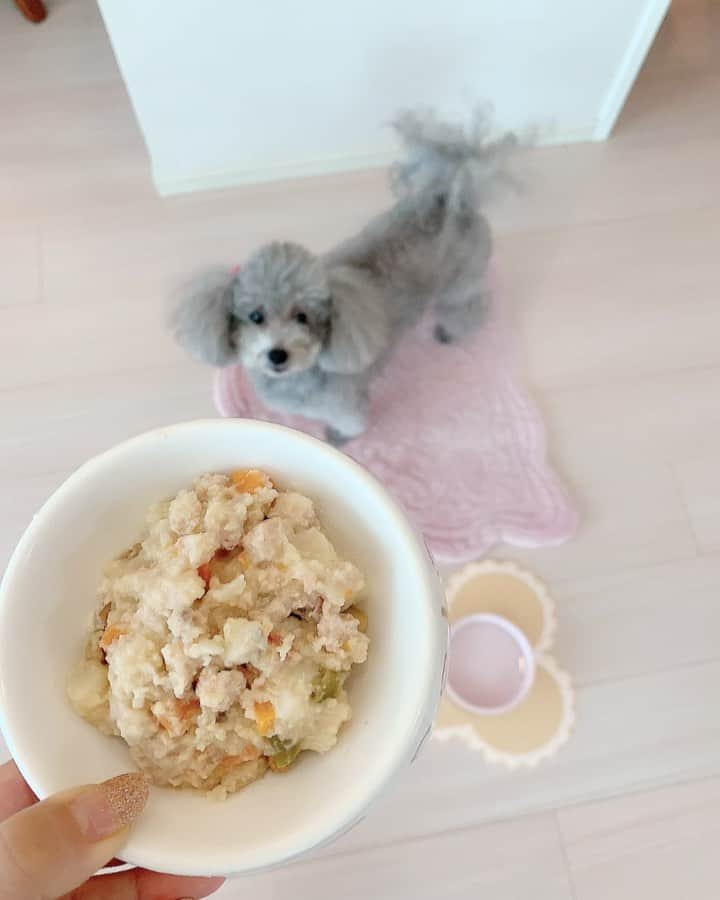 のインスタグラム：「ポロちゃんのごはんタイム🐩 . 嬉しくてしっぽフリフリ💕 私の「待て…」に、思わずペロリ😋笑 . ポロちゃんも9月で10歳… いつまでも健やかで長生きして欲しいから、与えるフードもこだわって選んでいます。 . PORTLAND PET FOOD COMPANY(PPFC)は、医療関係の専門家であるケイト・マッカロンが愛犬ロージーの健康の為に品質にこだわって作ったオレゴン発の完全無添加のドッグフードブランドです✨ . 全てオーガニックのヒューマングレードの食材を使用し、加圧加熱殺菌したパッケージで防腐剤を不使用✨(写真2枚目) . ただ空腹を満たすフードではなく、喜びに満たされた大切な時間になるように美味しさにもこだわった手作りの製法にこだわってるというところが気に入っています😌💕 . 大切な我が子🐩には、いつまでも元気で長生きして欲しいから、安心して与えられるものを選んであげたいと思っています😊 . . @ppfcjapan  . . . #和泉佳子　#ポロちゃん　#ppfc  #無添加　#グルテンフリー　#ドッグフード　#ヒューマングレード　#チワプー　#愛犬　#犬のいる暮らし  #犬のいる生活  @ppfcjapan」