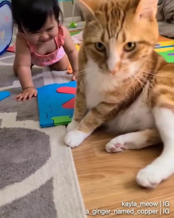 のインスタグラム：「My smol hooman has learned to crawl ⠀ ⠀ 🎥@a_ginger_named_copper with @kayla_meow⠀ ⠀ #meowed #agingernamedcooper #gingercat #babysitter #baby #bestfriend」