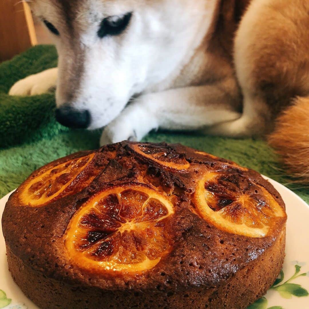 名倉右喬さんのインスタグラム写真 - (名倉右喬Instagram)「夫婦の共同作業で、 レモンケーキを焼こう！ と息巻いたがいいが、 普段使わないオーブンに翻弄され そこはかとなく黒みがかりのケーキに。 しばたくんもあまり興味ないみたい。 でもわりと美味しくできましたよ。  #おうちカフェ #柴犬」7月23日 14時42分 - ukyo.nagura