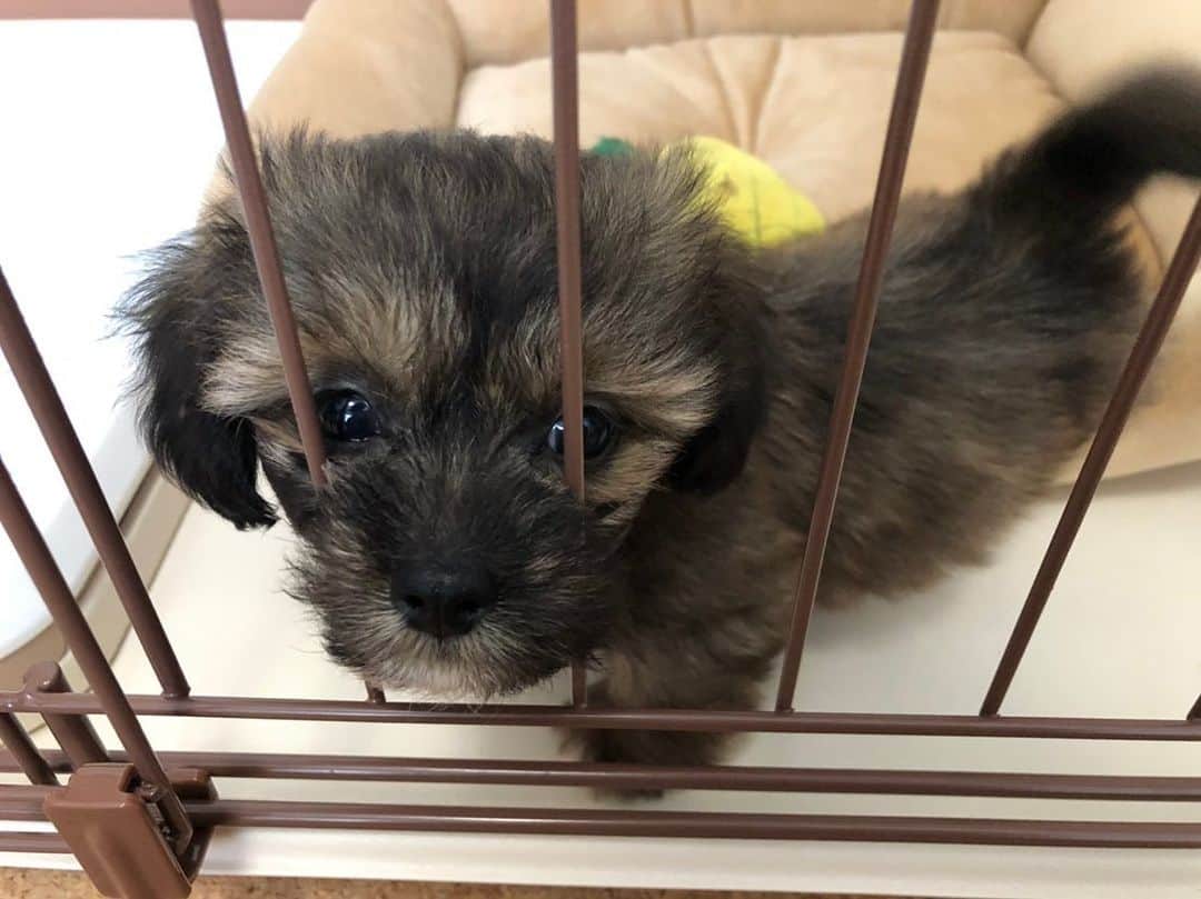 日岡なつみのインスタグラム：「うちに来たばっかりの頃🐶 生後2ヶ月くらい！ 全体的にまだ毛の色が黒くて、体重も800gで小っちゃくてころころしてたな〜 黒丸〜とか勝手に呼んでた(笑)  すみれ♀MIX犬(シーズー×トイプードル) #しゅみれぐらむ   #犬 #シープー #トイプードル #シーズー #ミックス犬 #いぬすたぐらむ🐶 #dog #dogstagram #instadog」