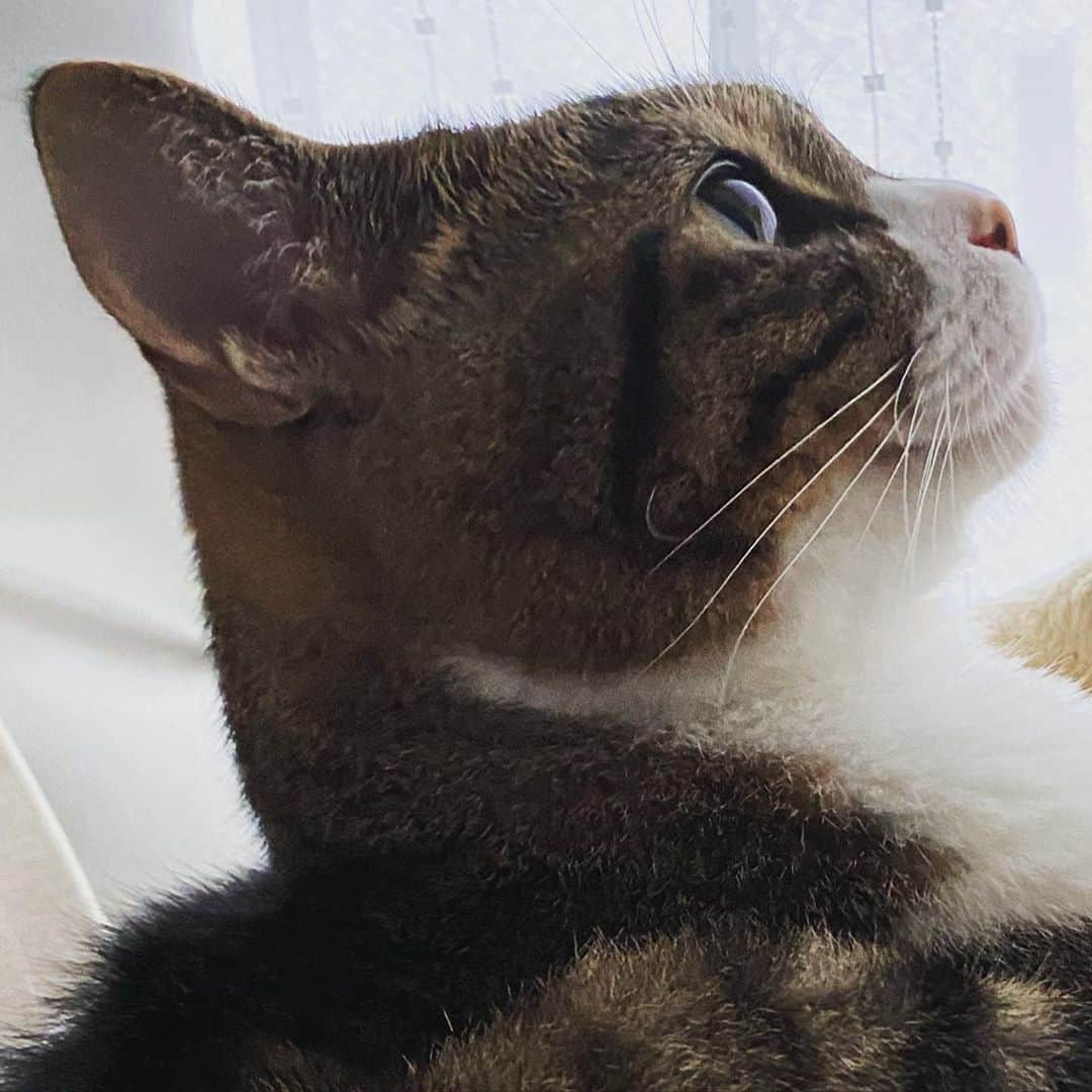 野本かりあのインスタグラム：「口角をあげるんだよ。 友達二人に同じ事を言われた。 #lukarly #catsofinstagram #にゃんすたぐらむ」