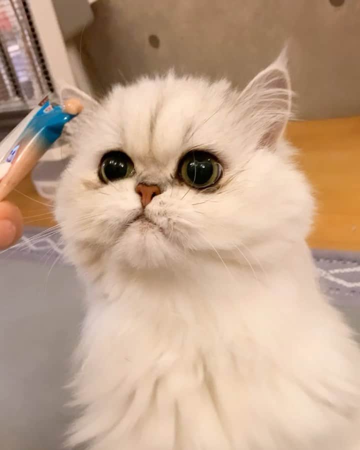 BeBeのインスタグラム：「😋😋お手手かわいい😋💓#cat #kitty #kittycat #meow #eyes #ilovecat #hubcats #adorable #bebechannel #videooftheday #instamovie #catvideo #猫　#CATLIFE #persiancat #catsofinstagram #petsofinstagram #kittensofinstagram #ねこ」