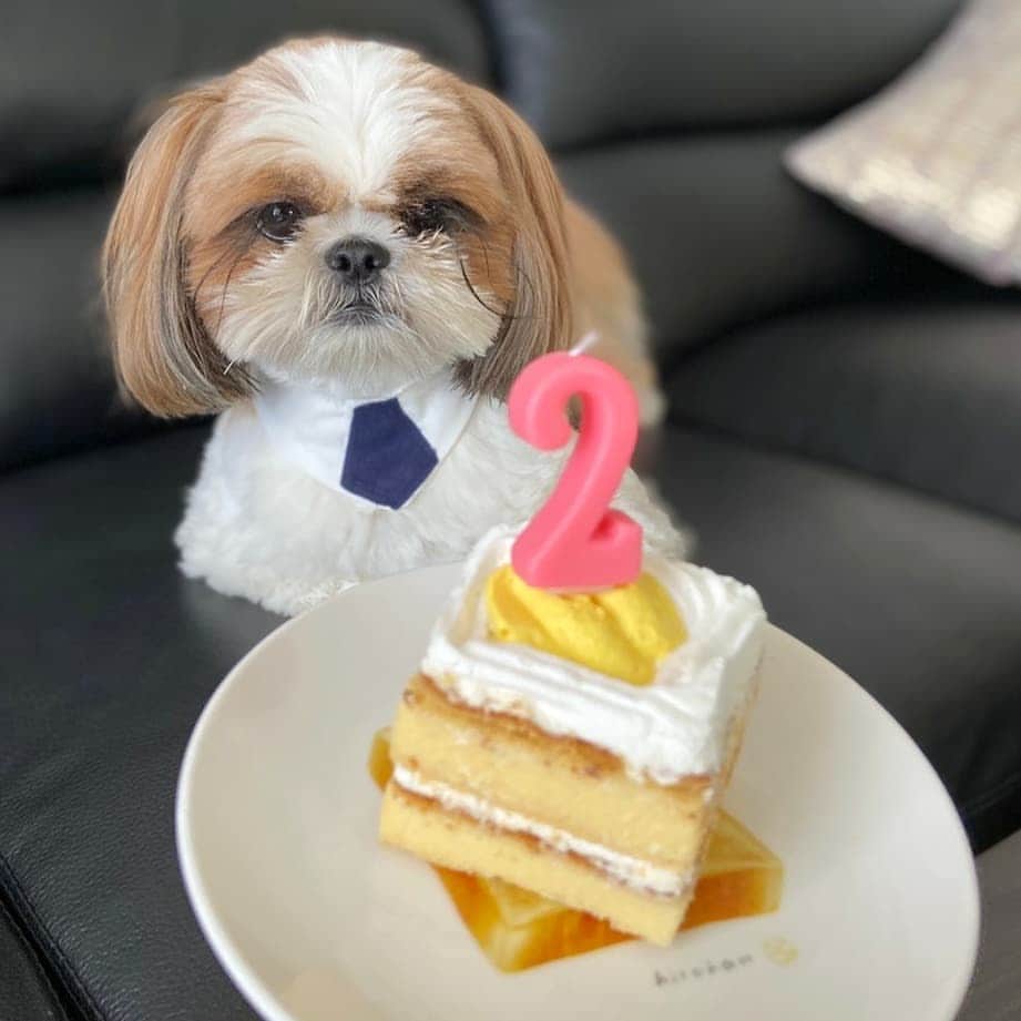 川面千晶のインスタグラム：「トッポ、2歳のお誕生日おめでとう🎂💞 ・ うちに来てくれて、本当にありがとう🐶 ・ トッポが毎日一緒にいてくれて、心強いよ😆 ・ もうすぐ赤ちゃんがお家に来るけど、いいお兄ちゃんになってね🌟 #シーズー」