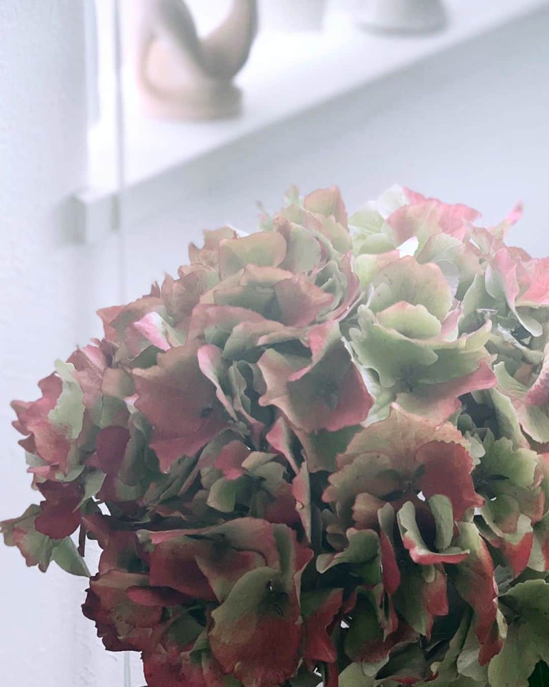二ノ宮和佳子のインスタグラム：「Just Rain...  #hydrangea」