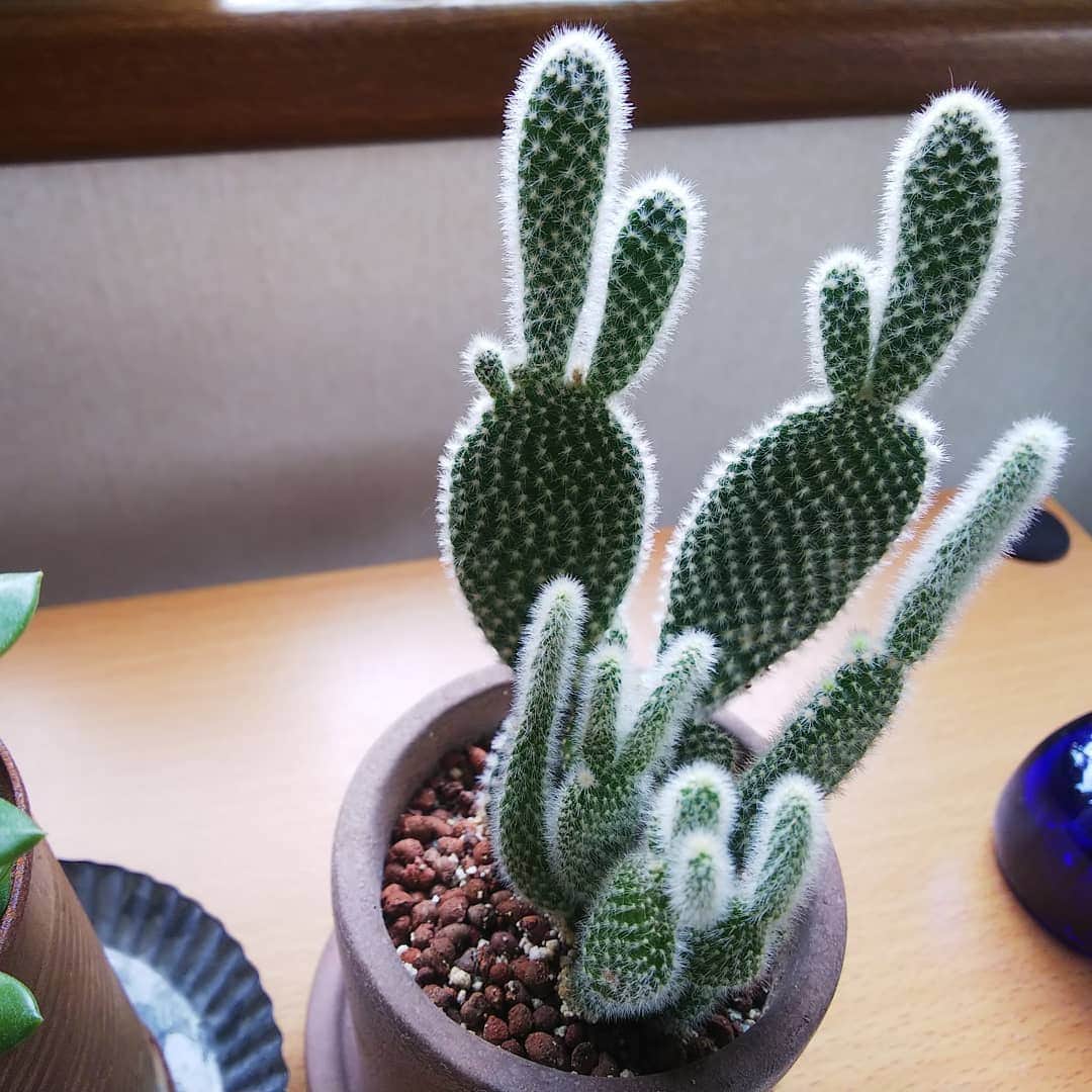 みながわゆみさんのインスタグラム写真 - (みながわゆみInstagram)「#みどりのある暮らし #サボテン #🌵 #多肉植物 #かわいい #癒やされる #はなまっぷ #花まっぷ #花の写真 #花写真 #花撮り #花好きな人 #花好きな人と繋がりたい #写真好き #写真好きな人と繋がりたい #ふくろう #かわいい置物」7月23日 16時08分 - nama.09.19