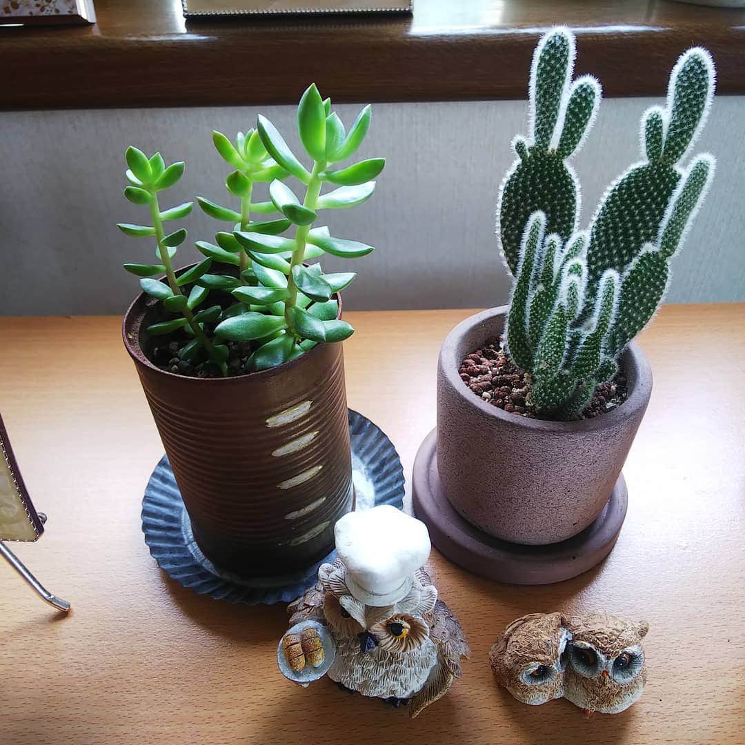 みながわゆみさんのインスタグラム写真 - (みながわゆみInstagram)「#みどりのある暮らし #サボテン #🌵 #多肉植物 #かわいい #癒やされる #はなまっぷ #花まっぷ #花の写真 #花写真 #花撮り #花好きな人 #花好きな人と繋がりたい #写真好き #写真好きな人と繋がりたい #ふくろう #かわいい置物」7月23日 16時08分 - nama.09.19
