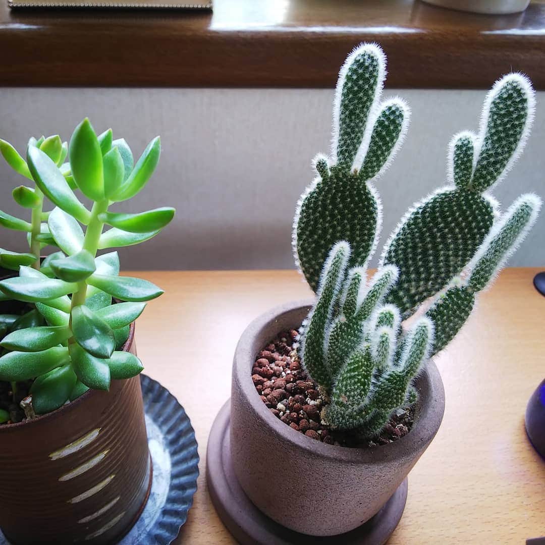 みながわゆみさんのインスタグラム写真 - (みながわゆみInstagram)「#みどりのある暮らし #サボテン #🌵 #多肉植物 #かわいい #癒やされる #はなまっぷ #花まっぷ #花の写真 #花写真 #花撮り #花好きな人 #花好きな人と繋がりたい #写真好き #写真好きな人と繋がりたい #ふくろう #かわいい置物」7月23日 16時08分 - nama.09.19