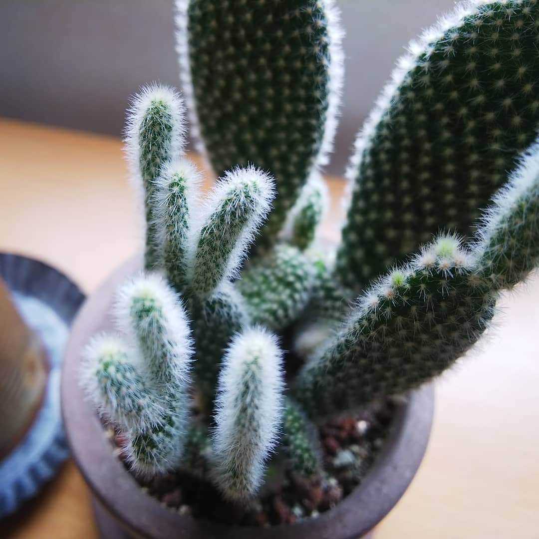みながわゆみさんのインスタグラム写真 - (みながわゆみInstagram)「#みどりのある暮らし #サボテン #🌵 #多肉植物 #かわいい #癒やされる #はなまっぷ #花まっぷ #花の写真 #花写真 #花撮り #花好きな人 #花好きな人と繋がりたい #写真好き #写真好きな人と繋がりたい #ふくろう #かわいい置物」7月23日 16時08分 - nama.09.19