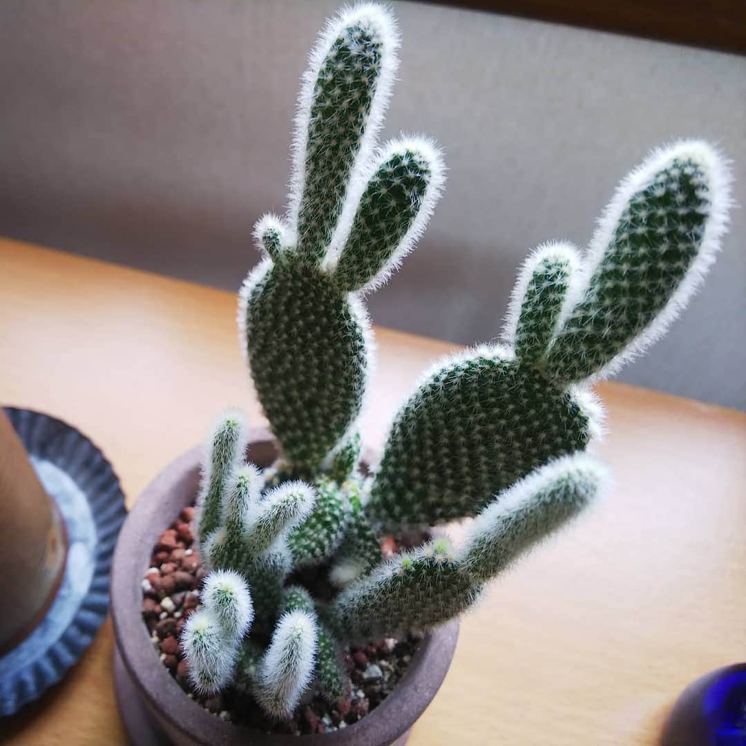 みながわゆみさんのインスタグラム写真 - (みながわゆみInstagram)「#みどりのある暮らし #サボテン #🌵 #多肉植物 #かわいい #癒やされる #はなまっぷ #花まっぷ #花の写真 #花写真 #花撮り #花好きな人 #花好きな人と繋がりたい #写真好き #写真好きな人と繋がりたい #ふくろう #かわいい置物」7月23日 16時08分 - nama.09.19