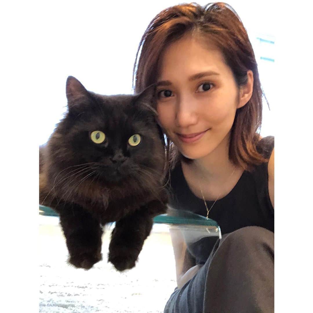 春輝のインスタグラム：「2枚目)逃げんとってー  #バレンティン#Balentien #メインクーン#MaineCoon#猫#cat #春輝#haruki」