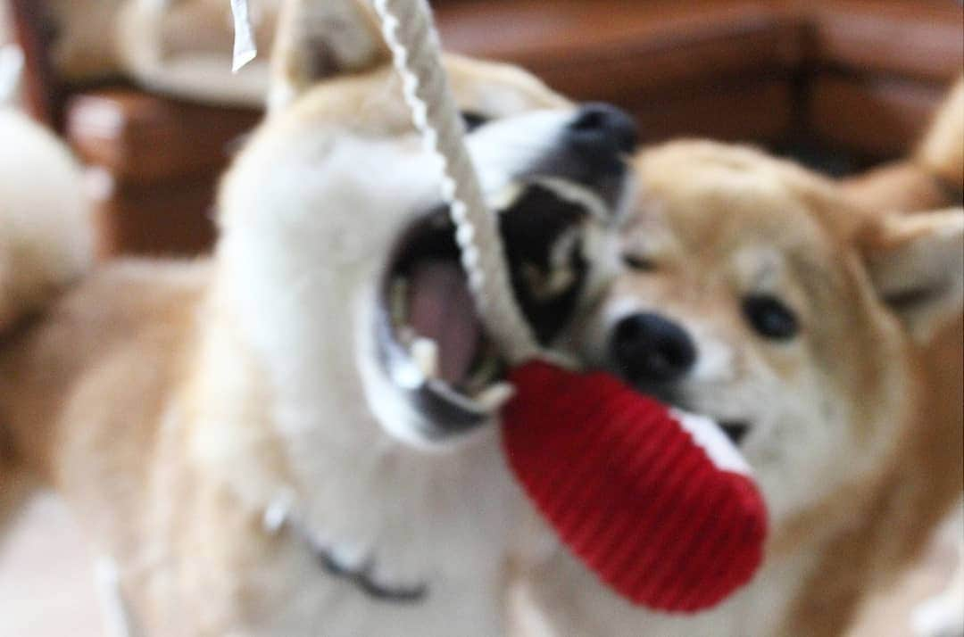 柴犬たま Shibainu Tamaのインスタグラム