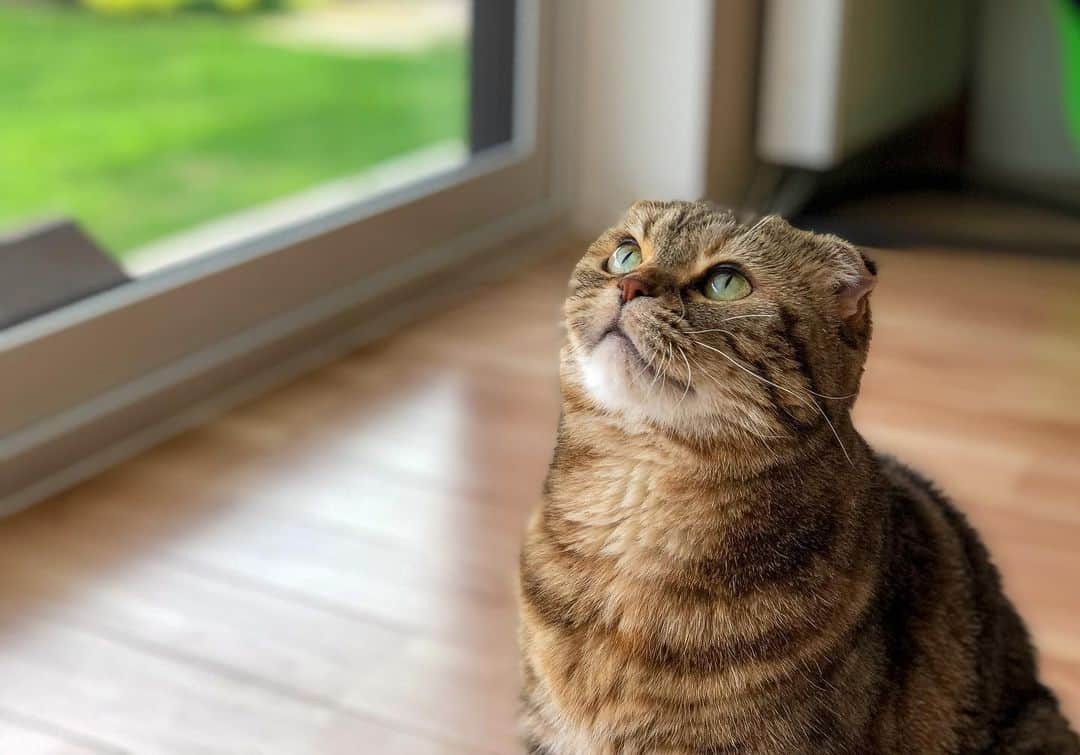 マアルのインスタグラム：「むぎさん #🐱 #北海道 #旭川 #猫 . . . @psmaaru #catsofinstagram #meowfeature #kitty #catoftheday #pleasantcat #instacat #dailycat #meowed #katze #happycatclub #cats_of_day #petsofinstagram #neko #catfeature #catlover #cats #weeklyfluff #cat #catloversclub #excellent_cats #kitty #catphoto #cats_of_instagram #냥스타그램 #고양이 #แมว」